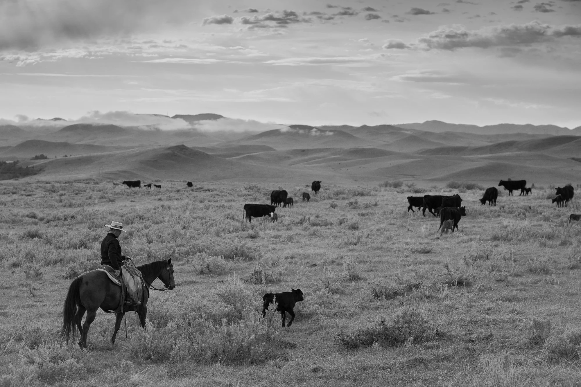 Cowboy-05781.jpg