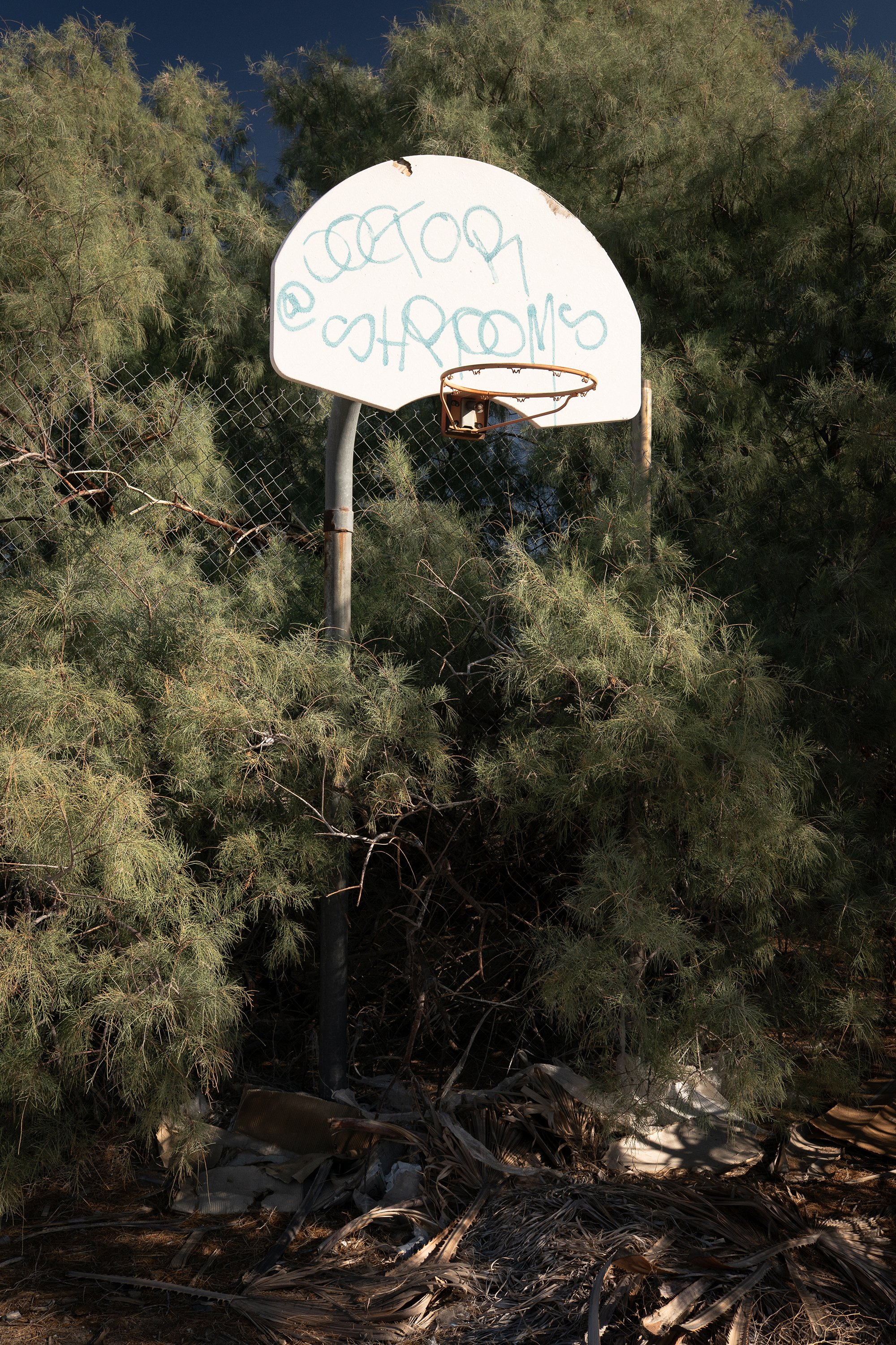  Photograph of a graffiti covered basketball hoop surrounded by brush  