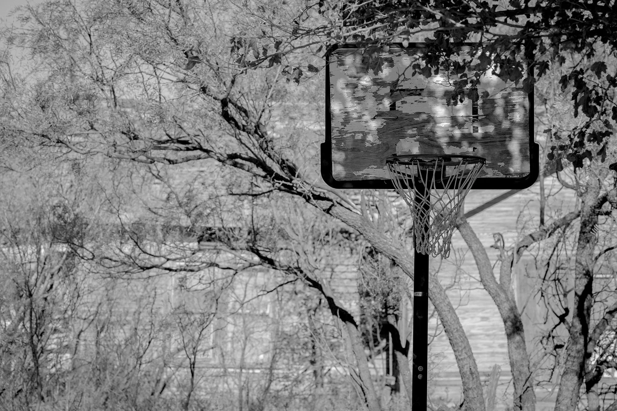  Black and white photograph of a basketball hoop surrounded by dead trees and an old house in the Texas Panhandle.  