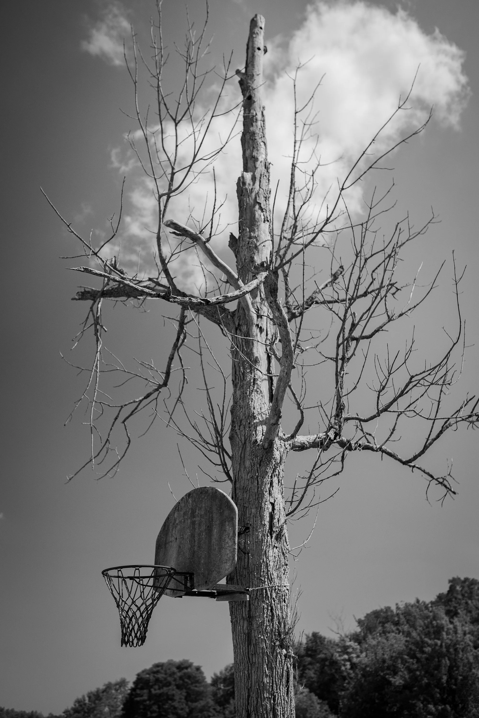  Black and white photography print of a basketball hoop hanging on a dead tree in America.  