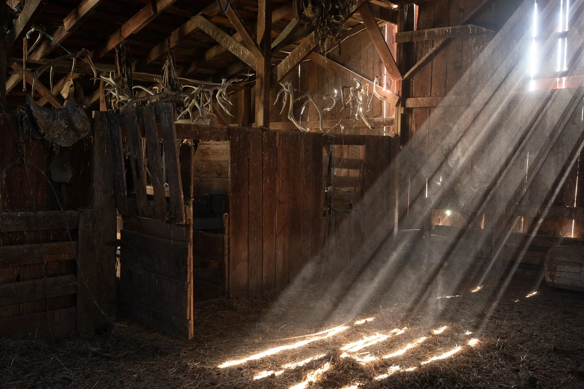 Interior of an old wooden ranch barn with antlers hanging from exposed beams and shafts of sunlight entering through gaps in the siding.