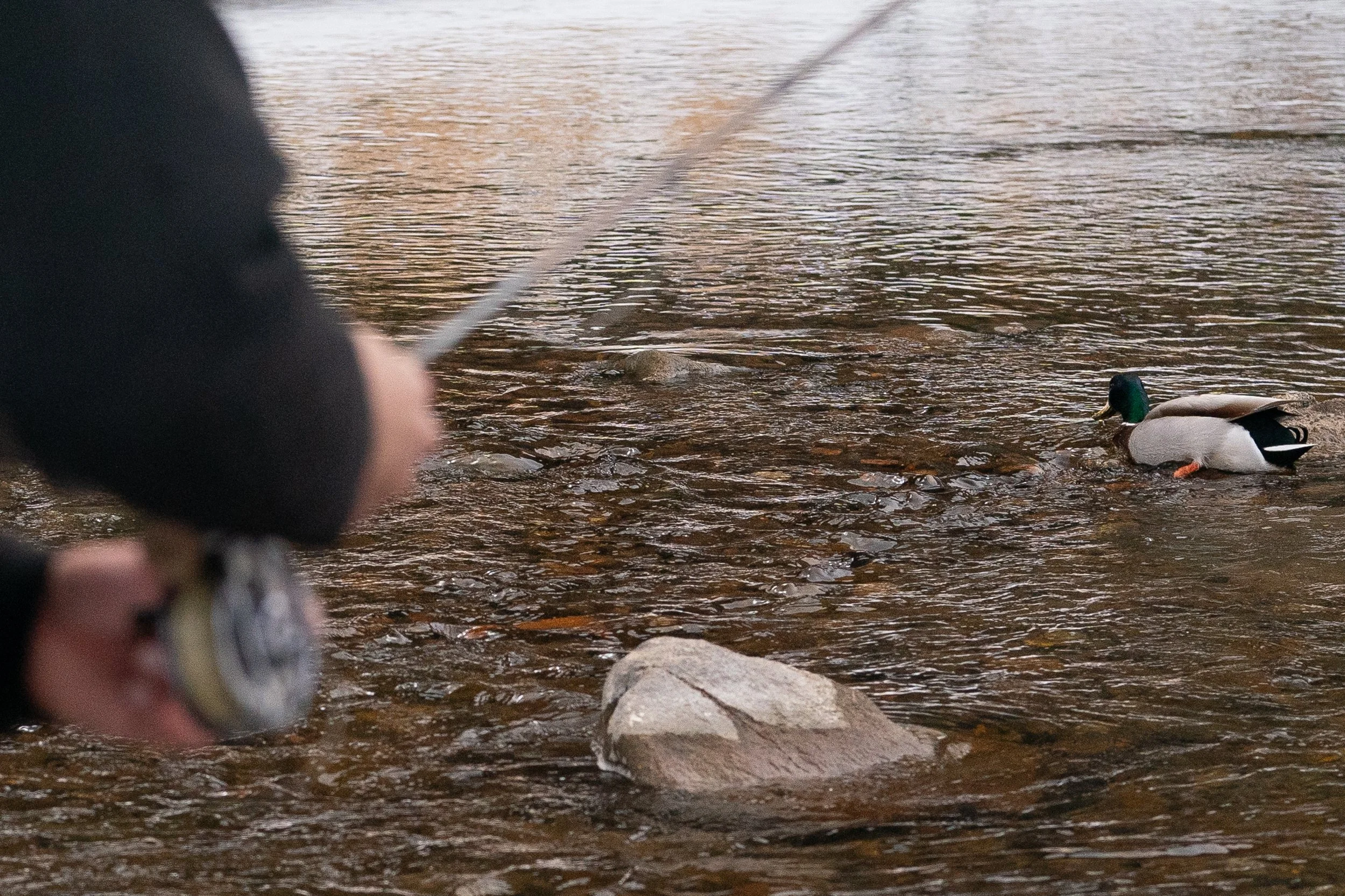 Photograph of a mallard swimming by a fly fisherman