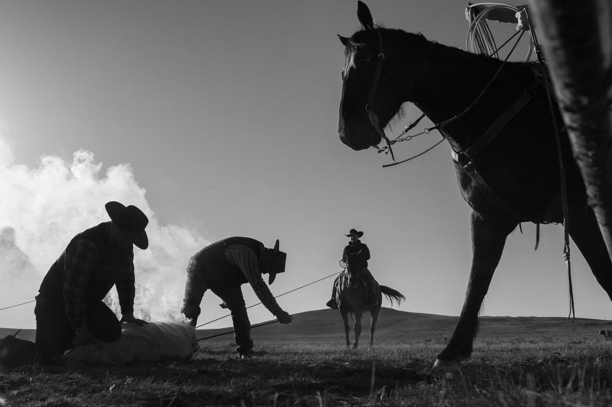 Cowboys work a calf on the ground while a saddled horse stands nearby during ranch work at the ZX Ranch