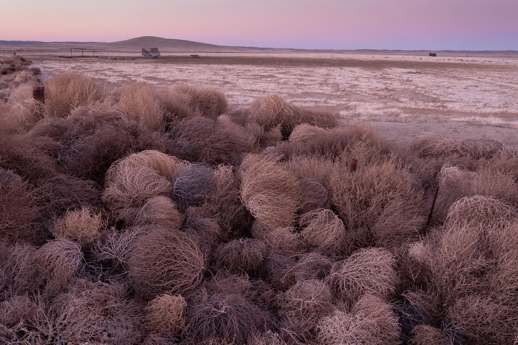 Tumbleweeds gathered across a quiet California desert landscape under pink evening sky