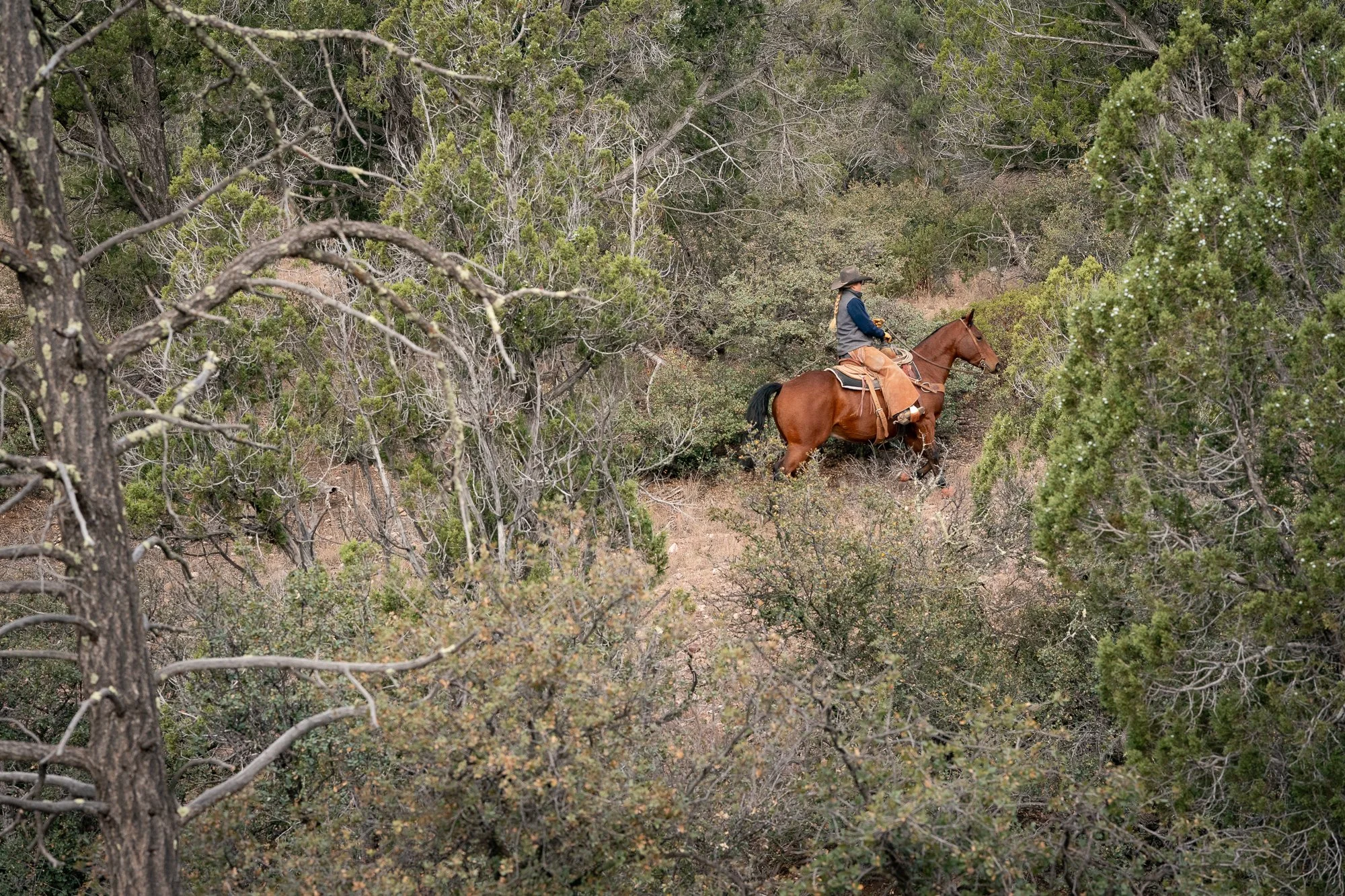 Photograph of an Arizona cowgirl riding her horse through dense forest