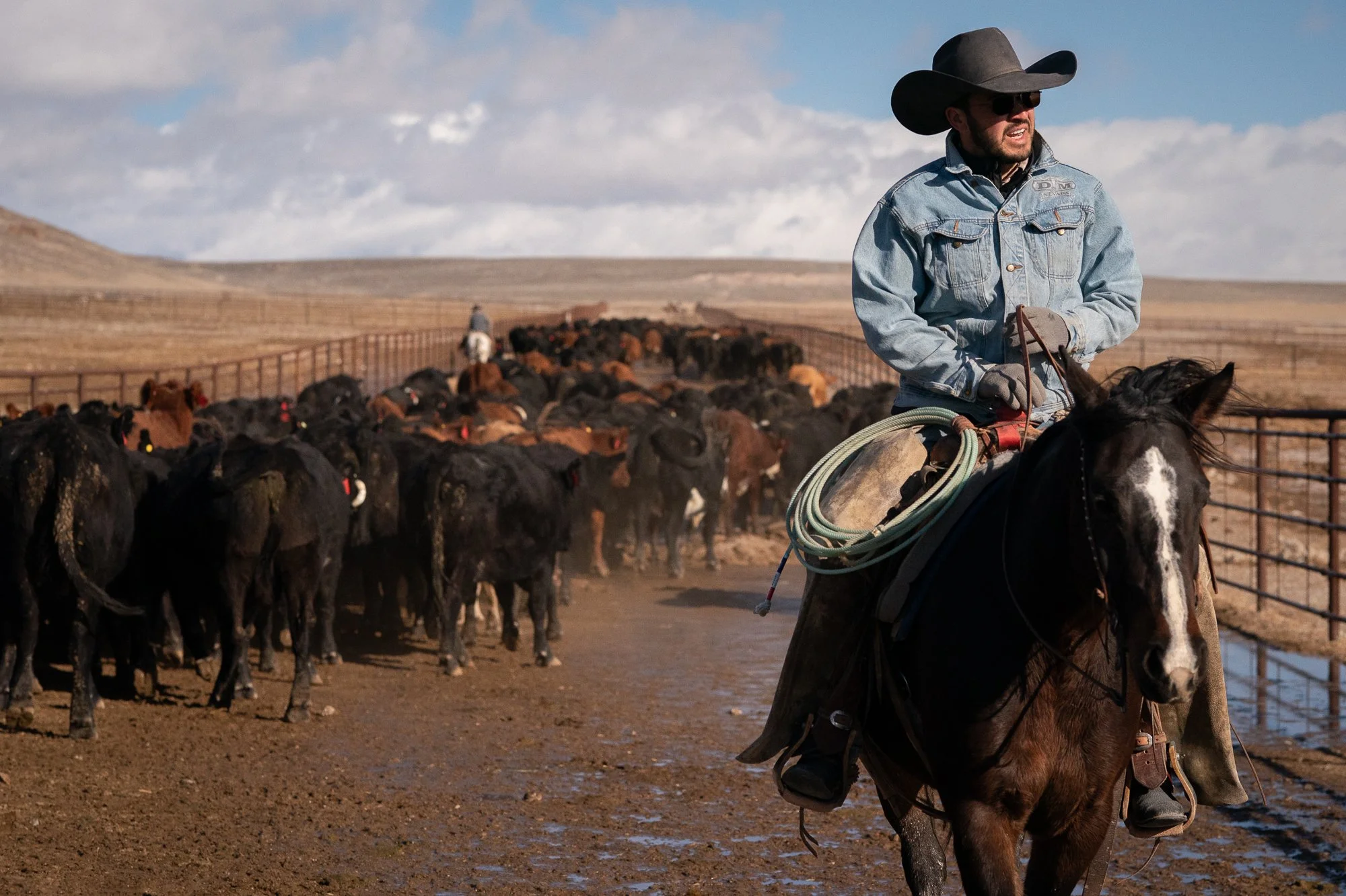 Cowboy on horseback guiding herd of cattle through muddy corral