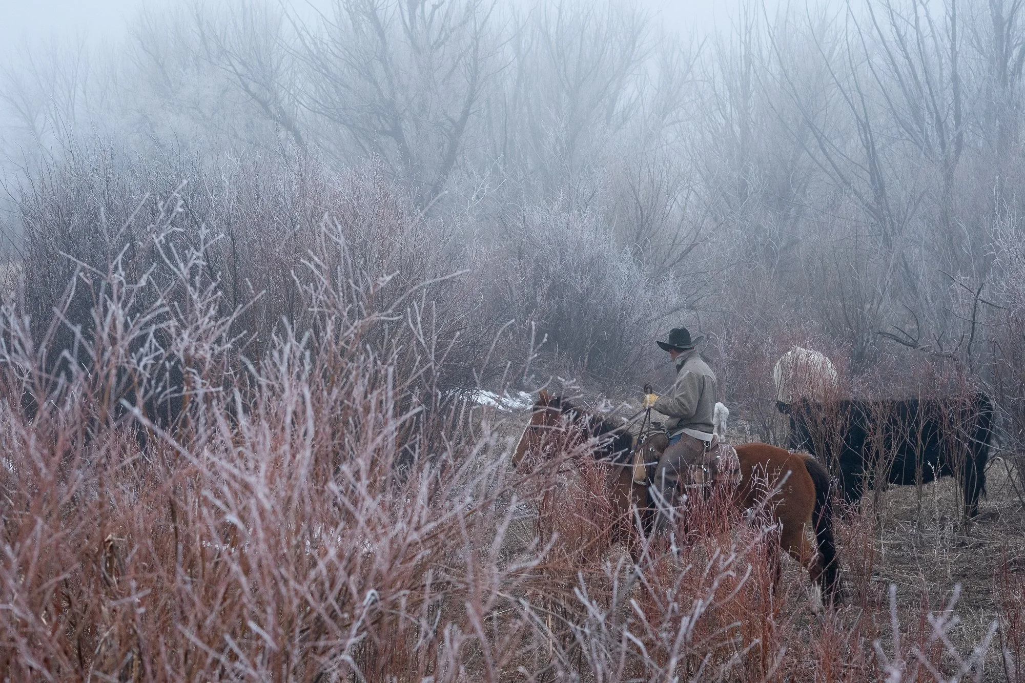 Cowboy riding through brush searching for cattle on a Colorado ranch photographed as western lifestyle imagery.
