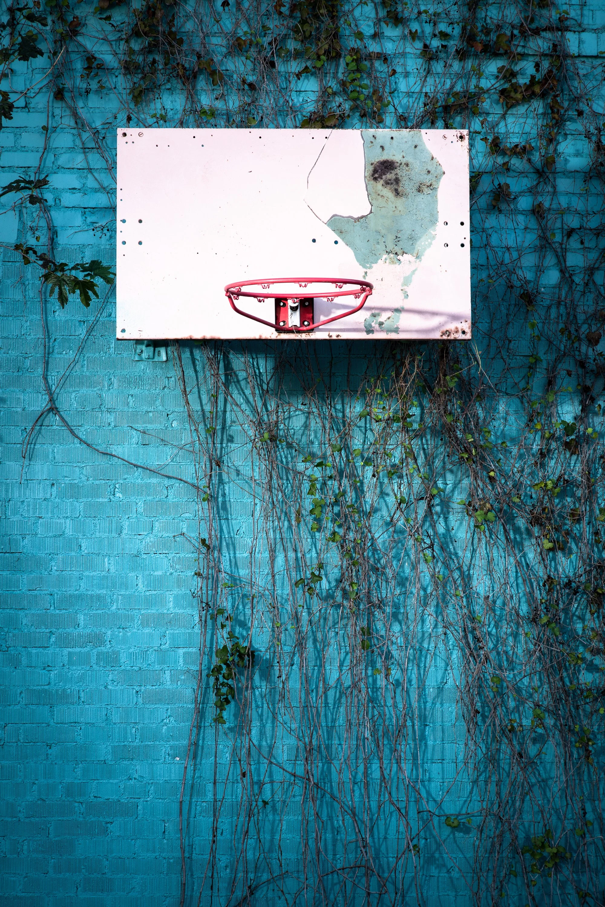 Basketball hoop mounted on a blue brick wall covered with vines