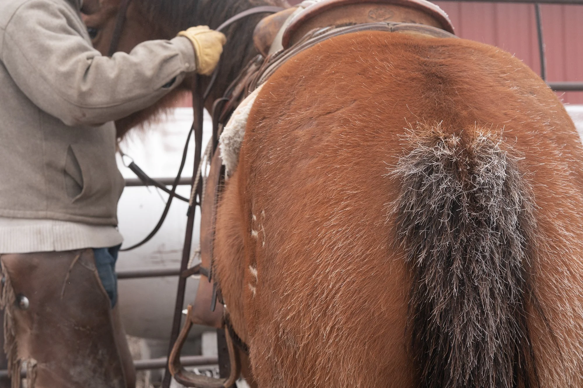 Close up of cowboy saddling horse with frost on tail in cold conditions
