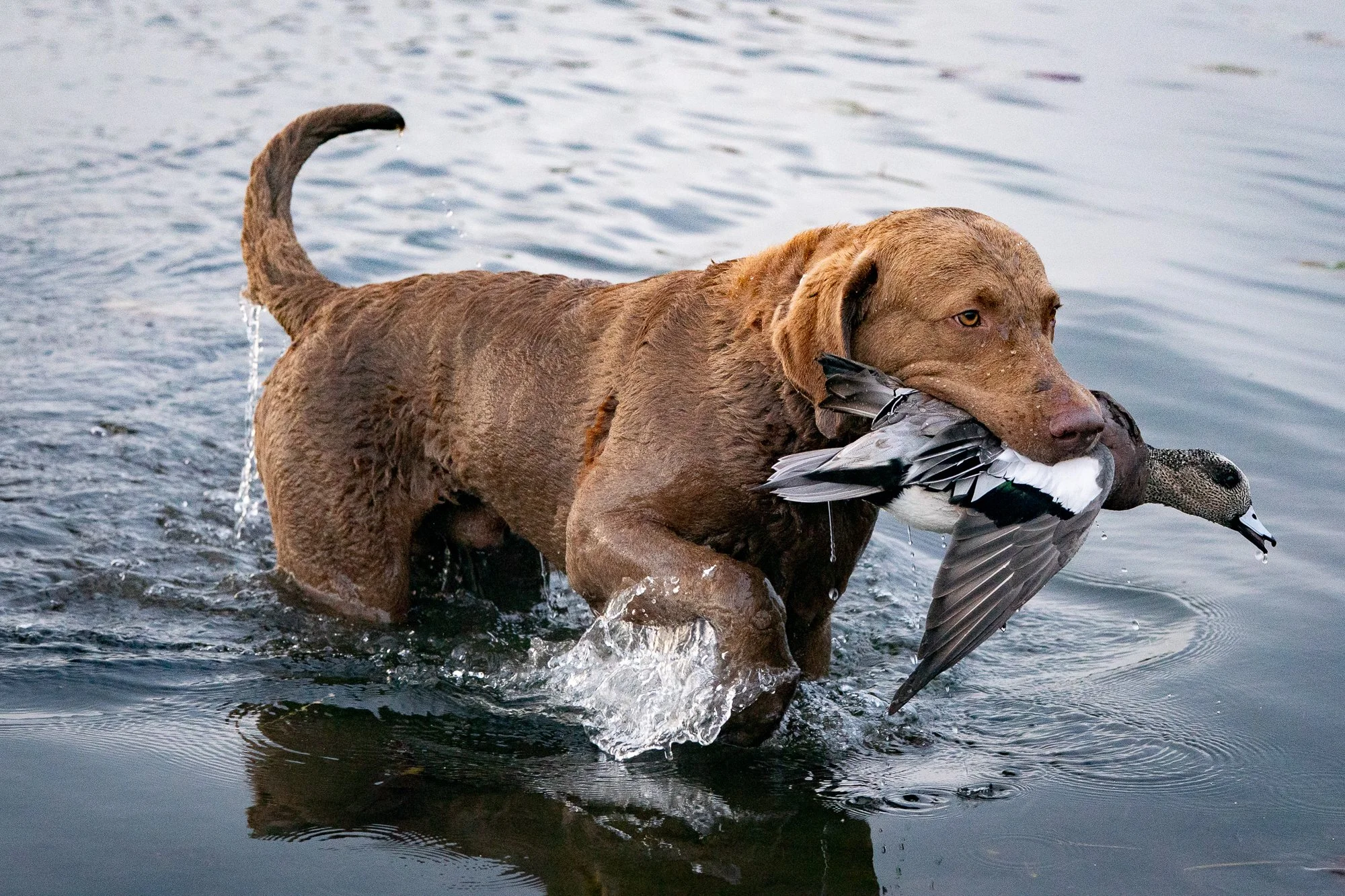 A duck hunting retriever carries a harvested duck through marsh water during hunting season in Ontario
