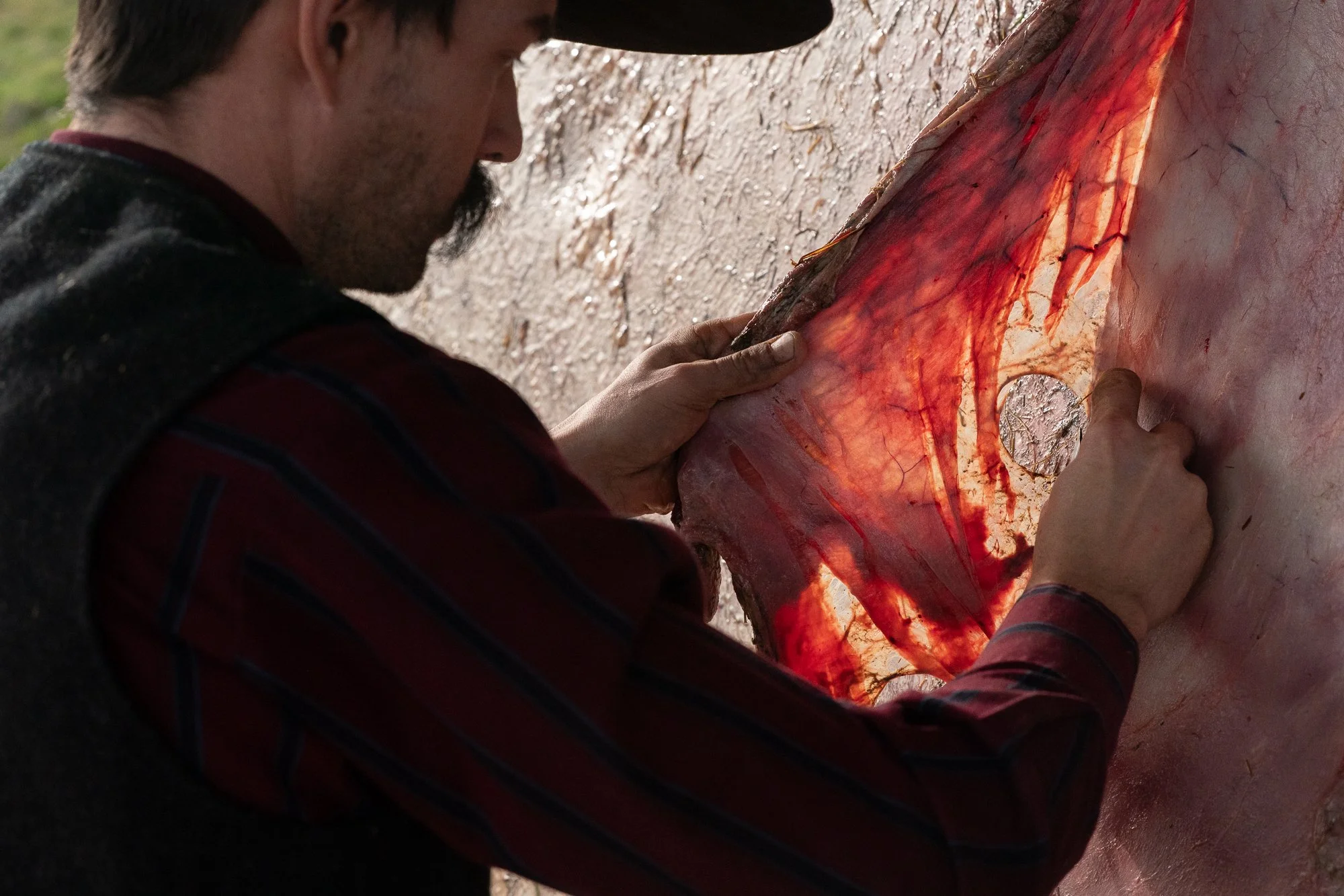 Dakota May examining a rawhide hide against the sunlight to check its condition and consistency before processing