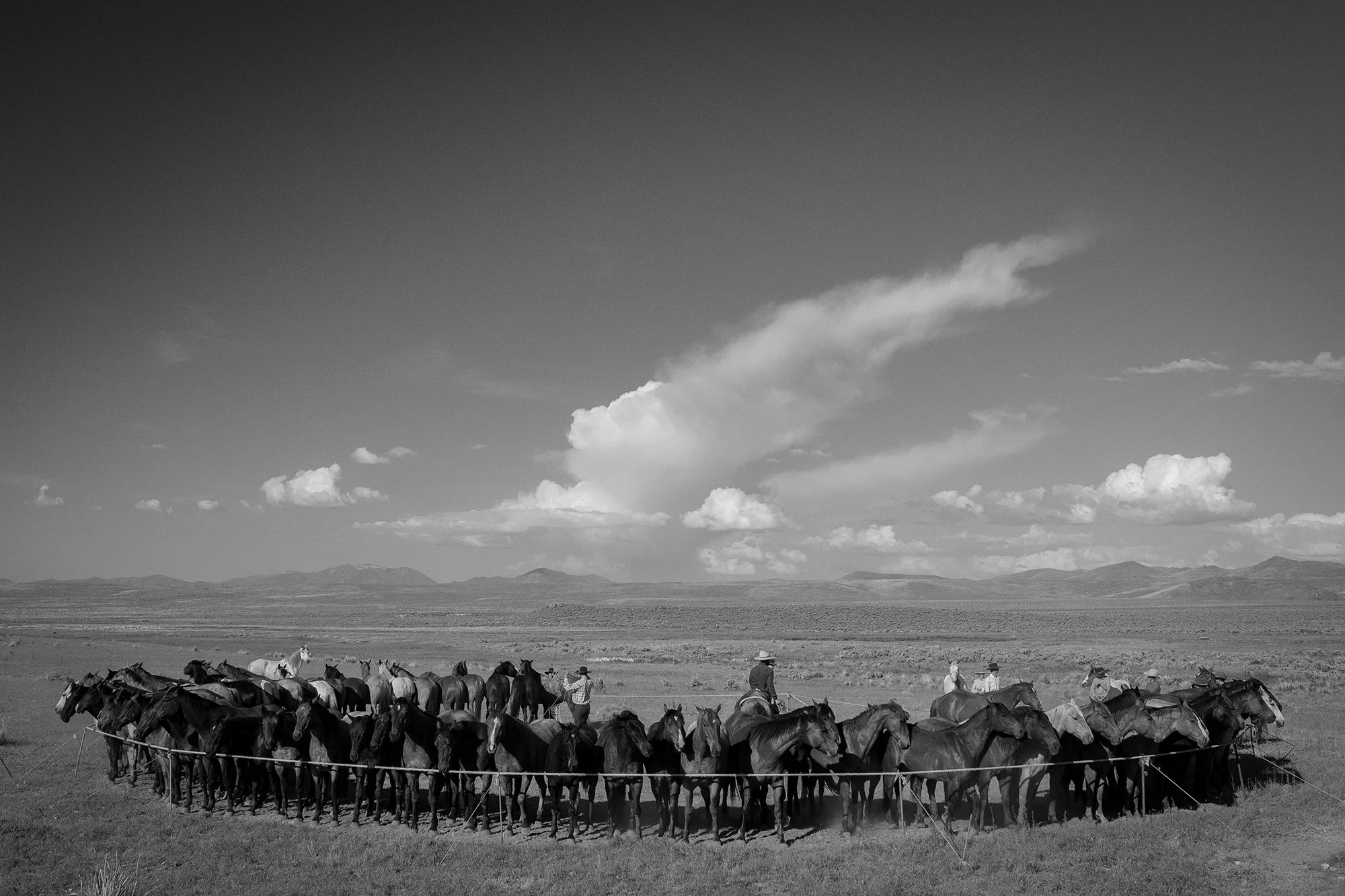 Large herd of horses corralled by cowboys on horseback on the open range beneath a wide sky with distant mountains in black and white