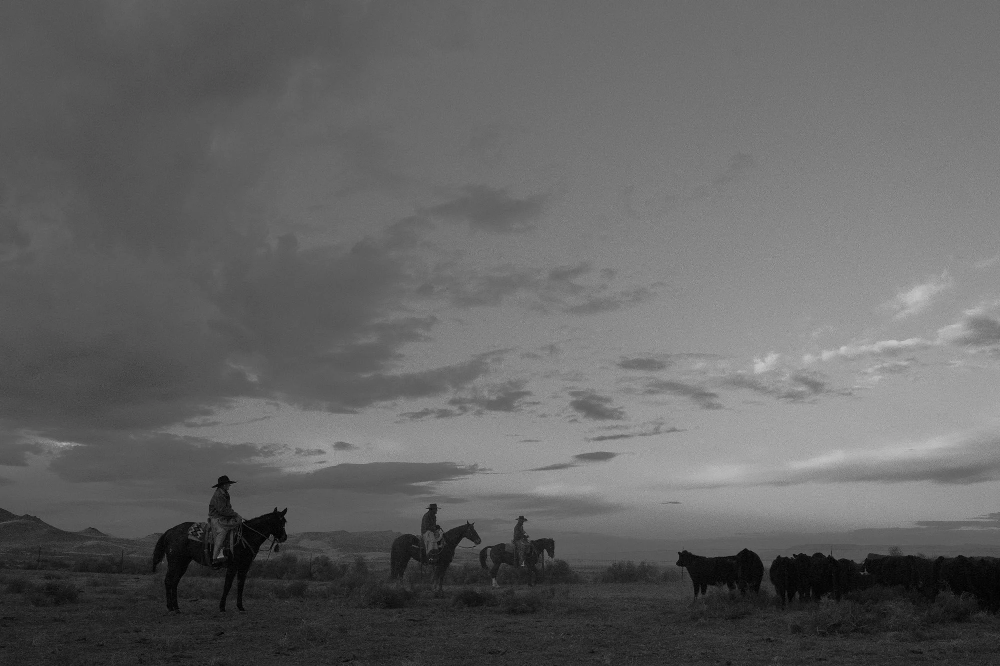 Buckaroos holding cattle herd across open range at TS Ranch
