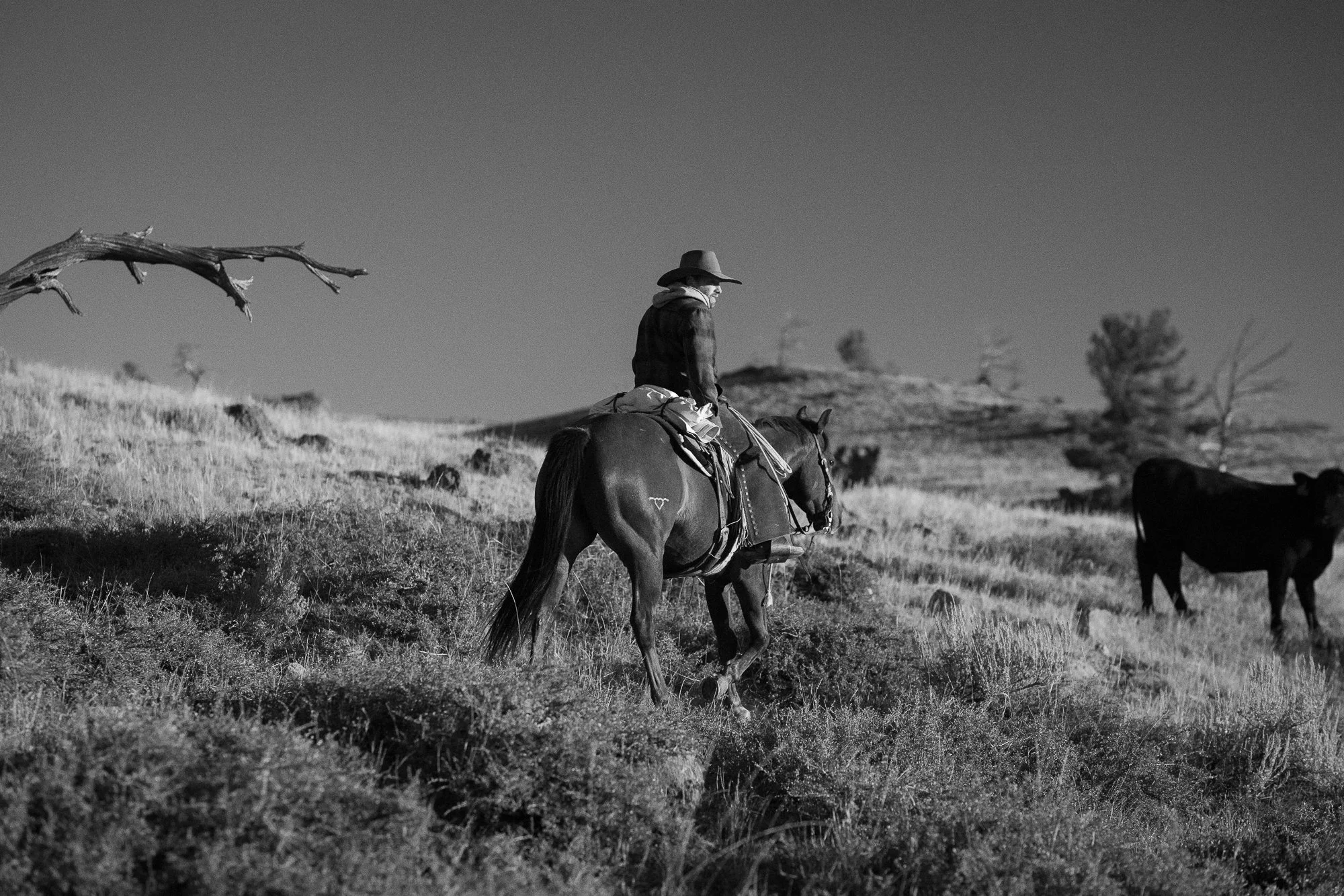 Cowboy on horseback moving cattle across a Wyoming ranch