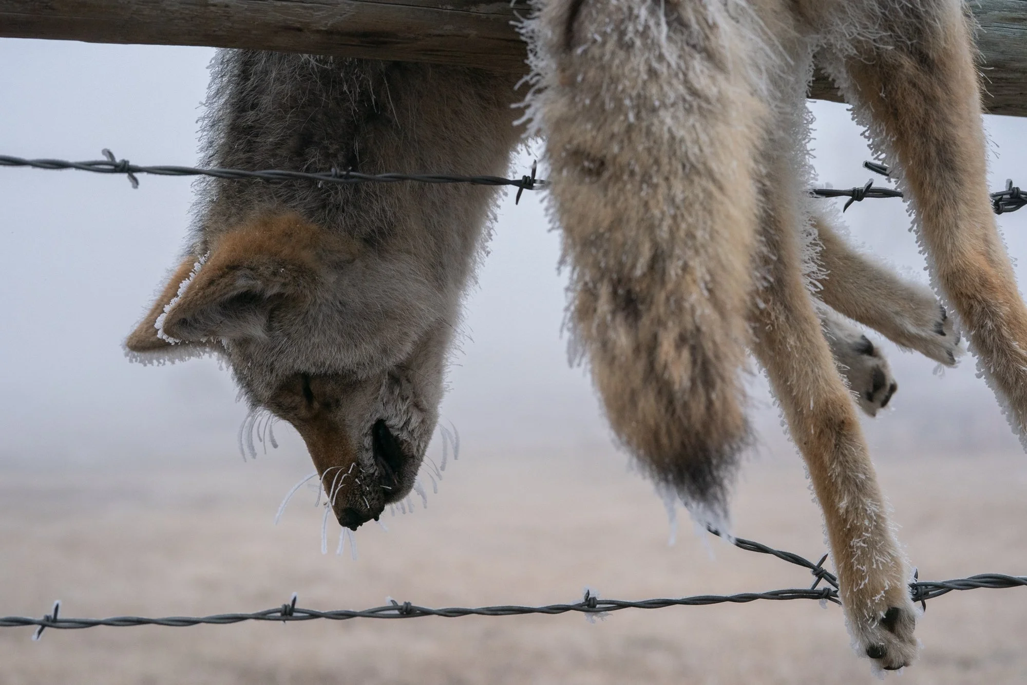 A frost-covered coyote hangs on a barbed wire fence at Silver Spur Ranch in Colorado