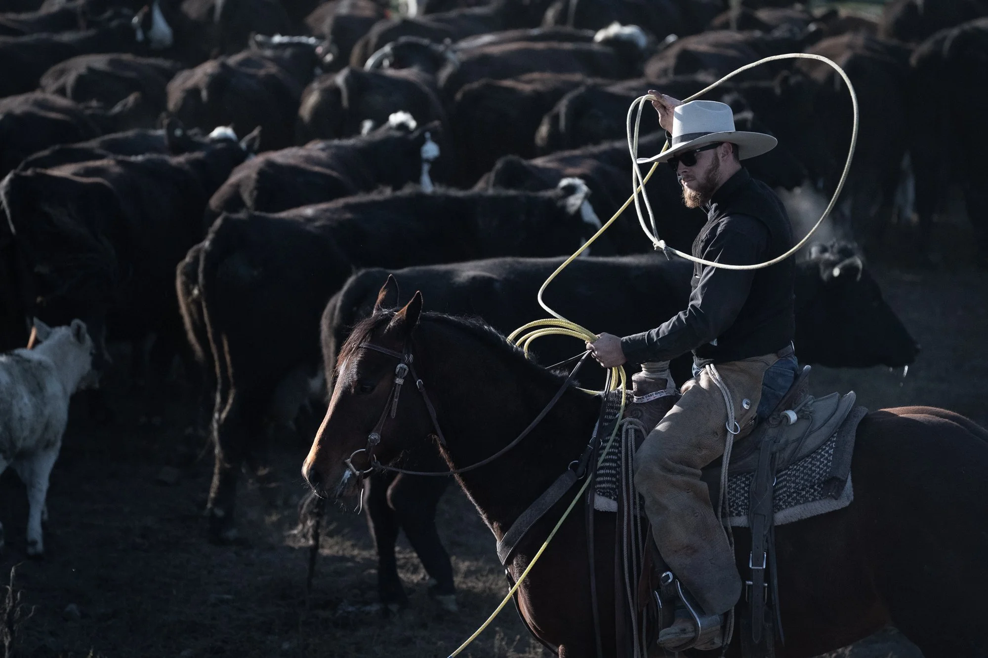 A cowboy on horseback swings a rope while working cattle at the ZX Ranch in Oregon