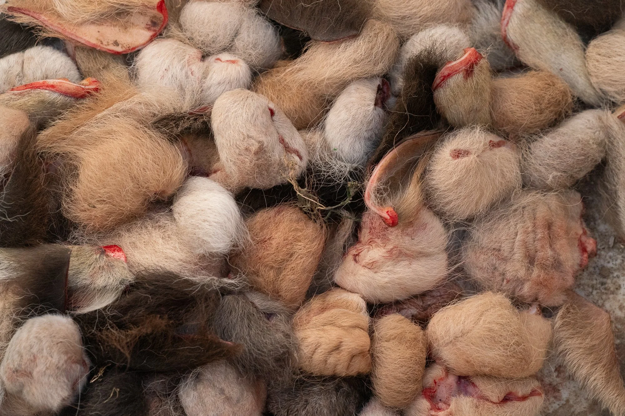 A close documentary detail from calf processing work during a ranch gathering at the ZX Ranch