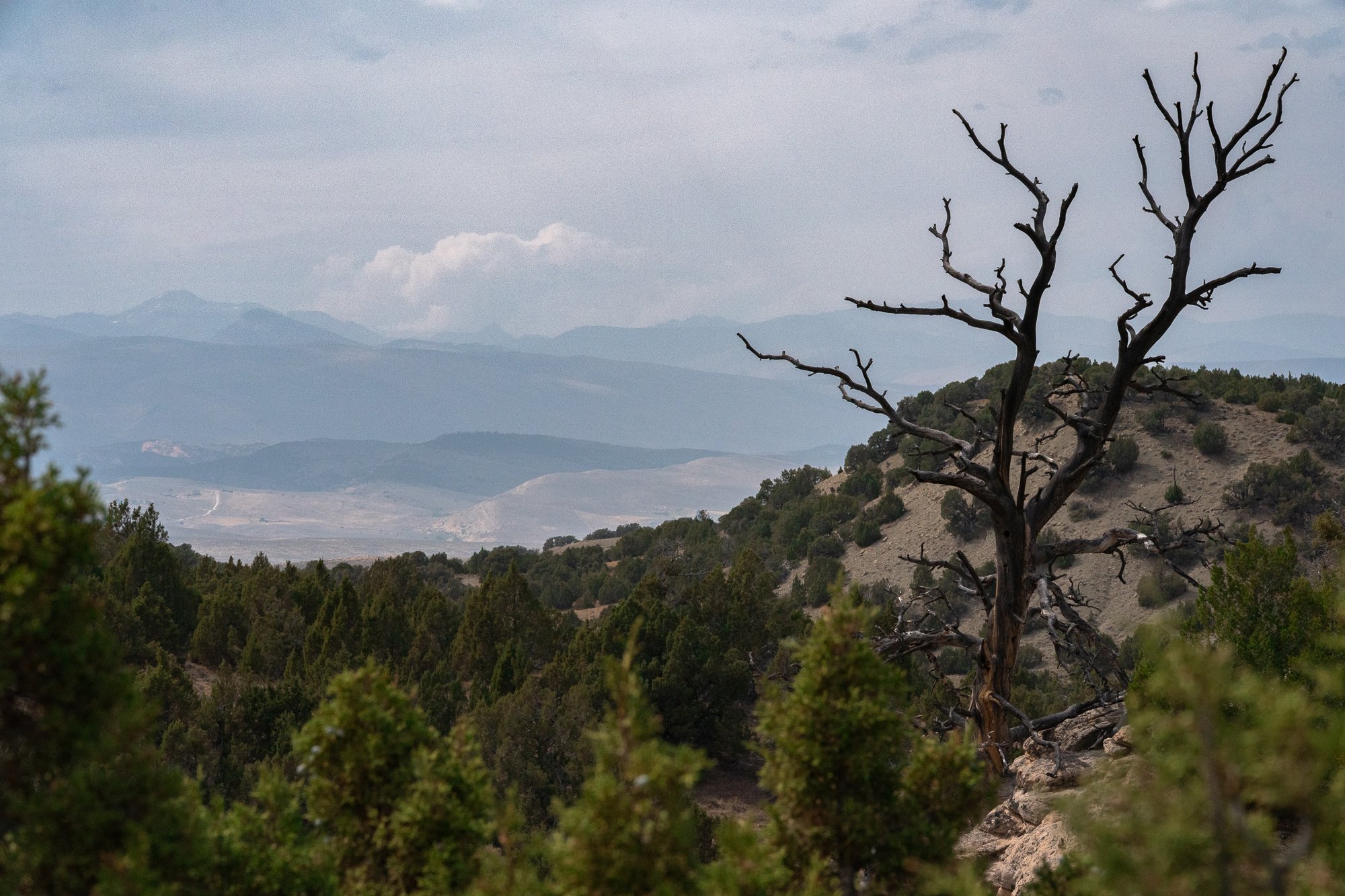 Open Wyoming landscape with a mountain ridge and lone tree