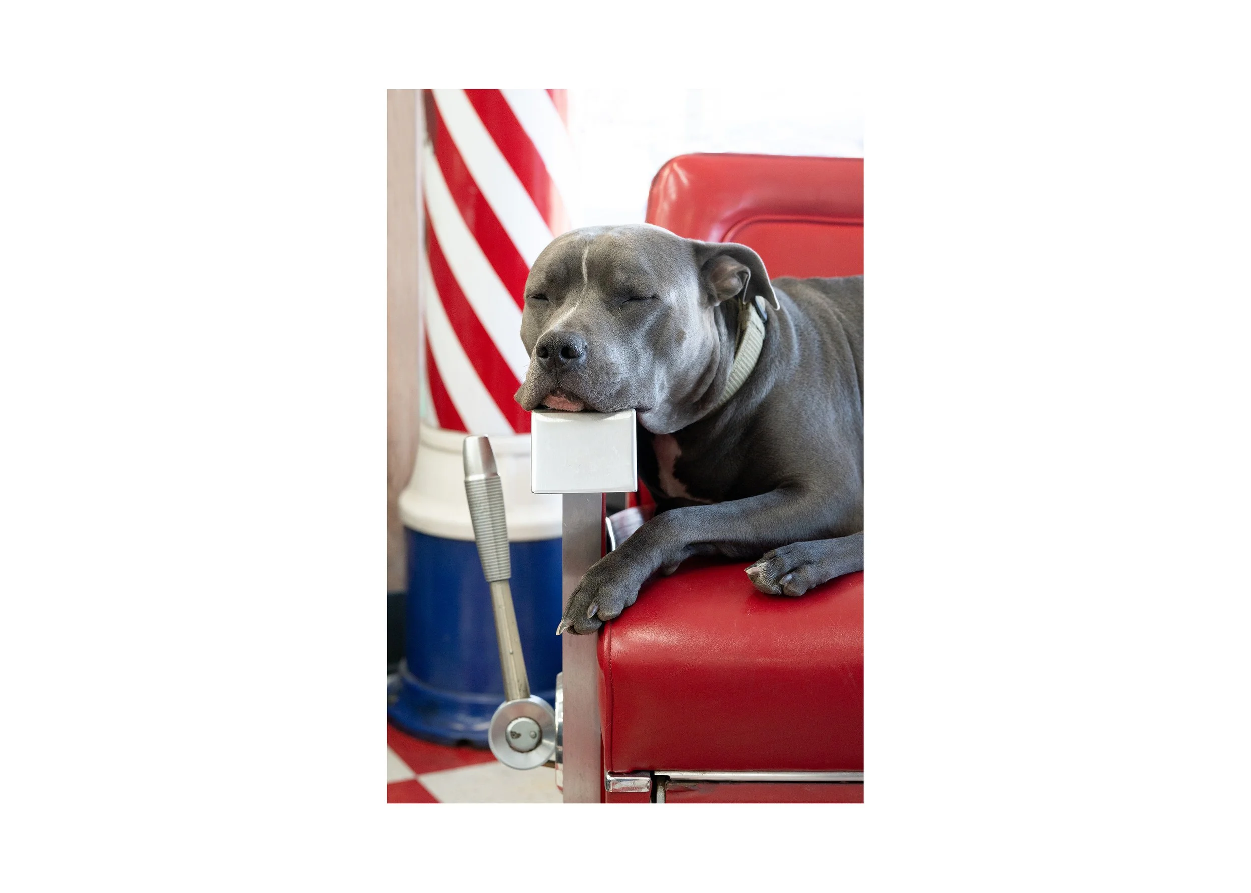 Dog sleeping on a vintage red barber chair inside a classic American barbershop