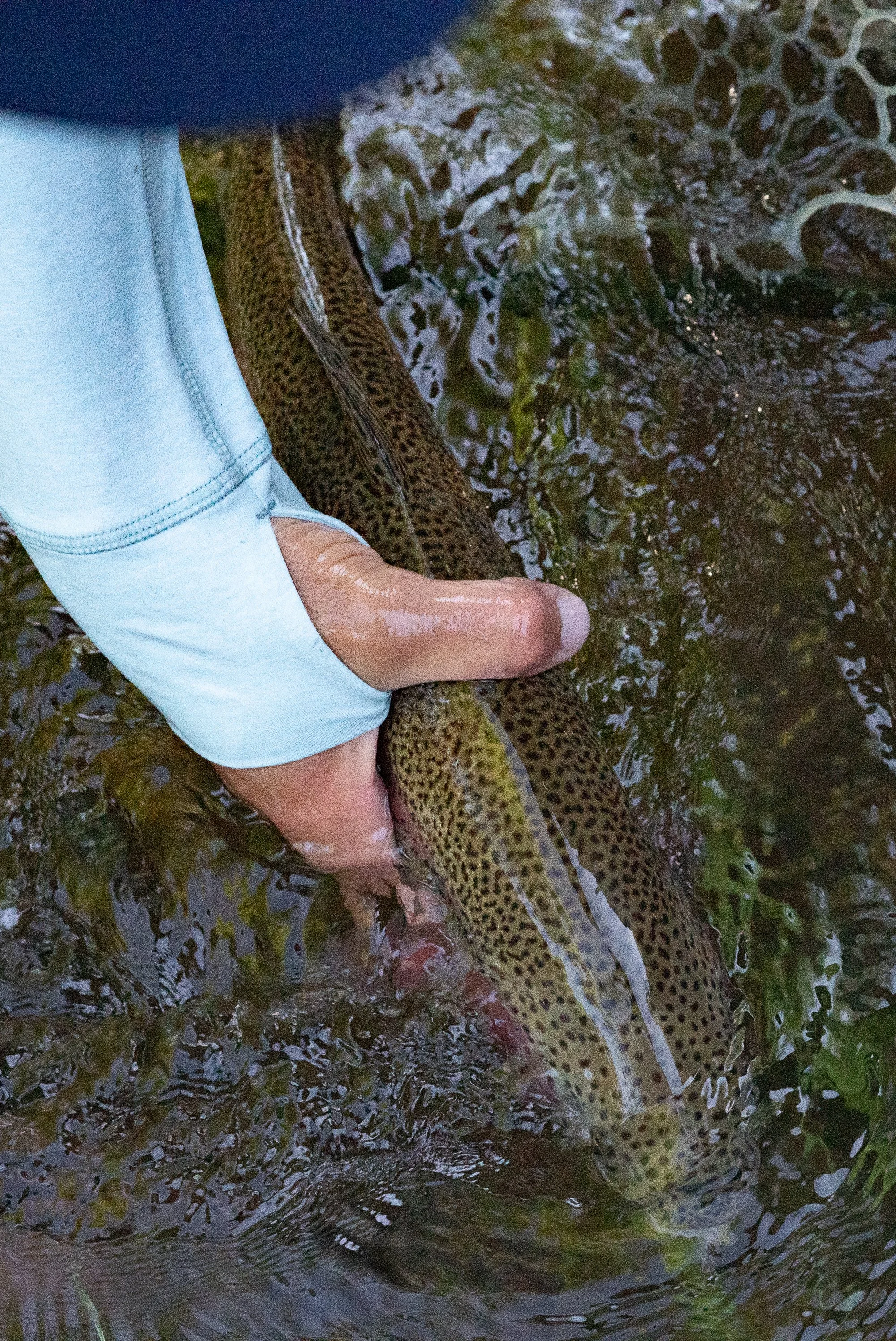 An angler holds a fish in shallow river water during a fly fishing release