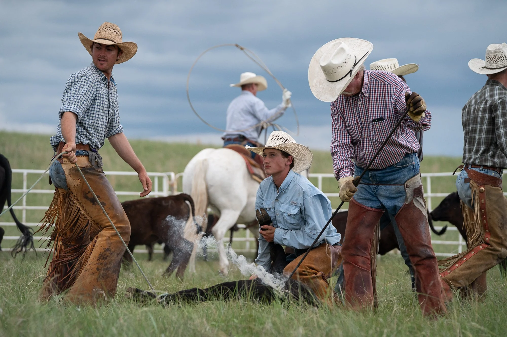 Cowboys working together during a cattle branding on a ranch in the American West