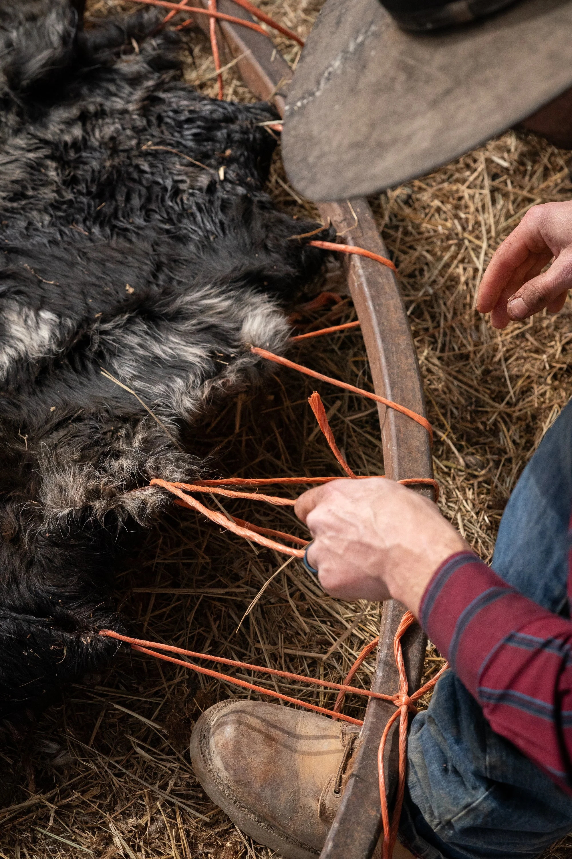 Hands stretching and securing a rawhide hide onto a metal frame as part of the drying process before braiding