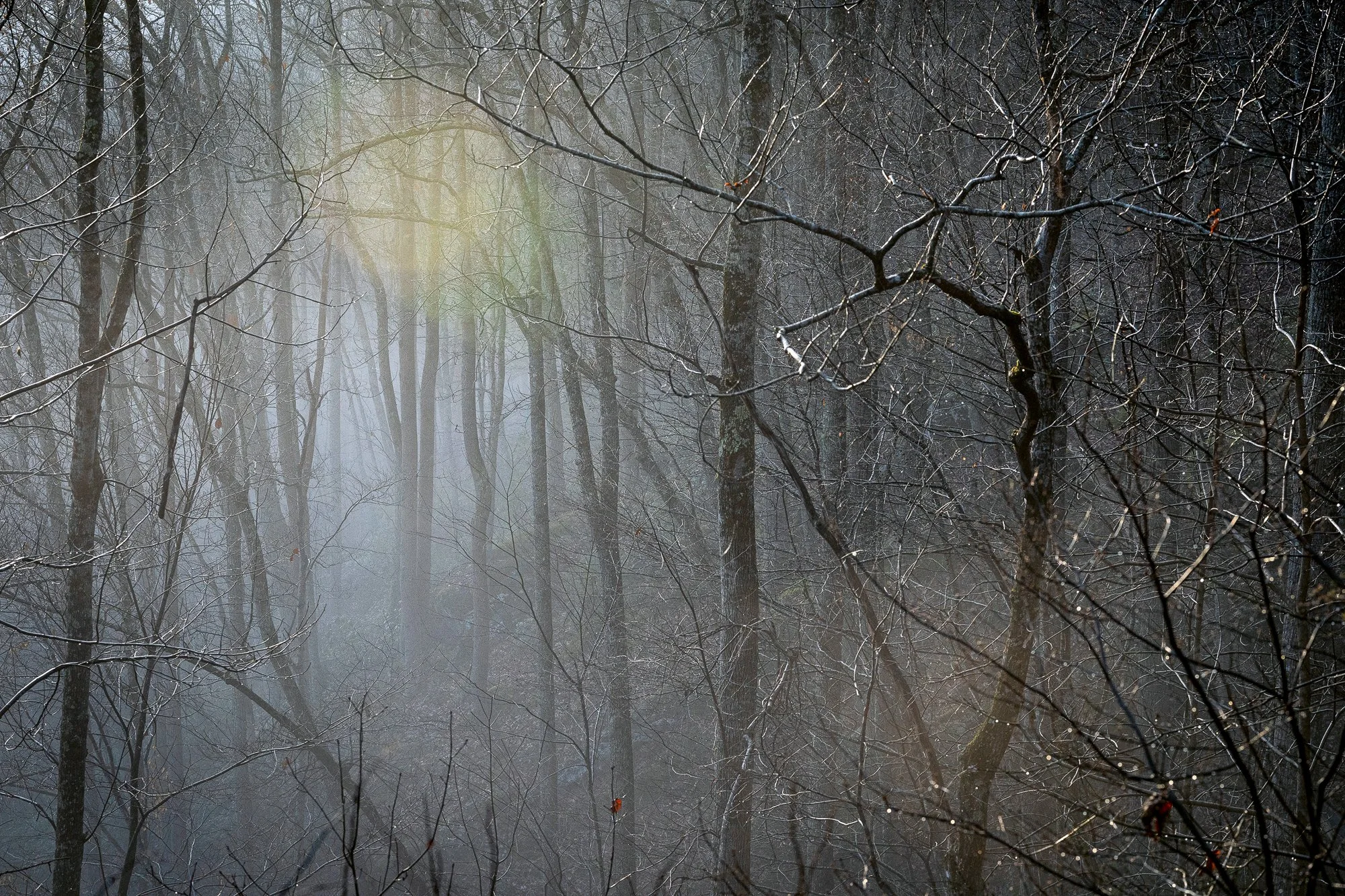 Morning light filtering through foggy forest with bare trees and soft atmosphere