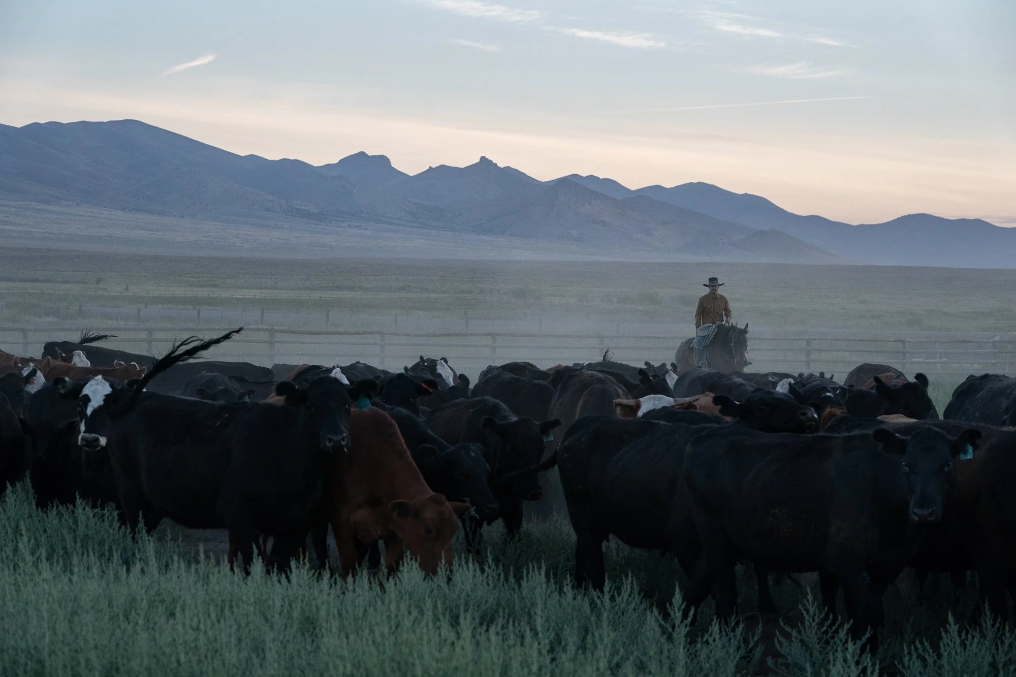 Buckaroo on horseback guiding a herd of cattle through a ranch pasture, with sagebrush in the foreground and mountains in the distance.