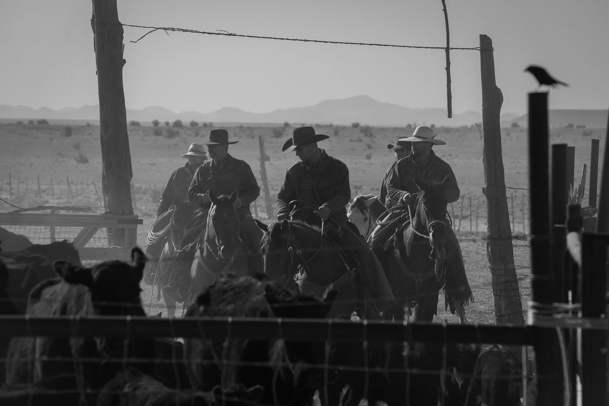 Cowboys on horseback working cattle inside a corral at the Diamond A Ranch