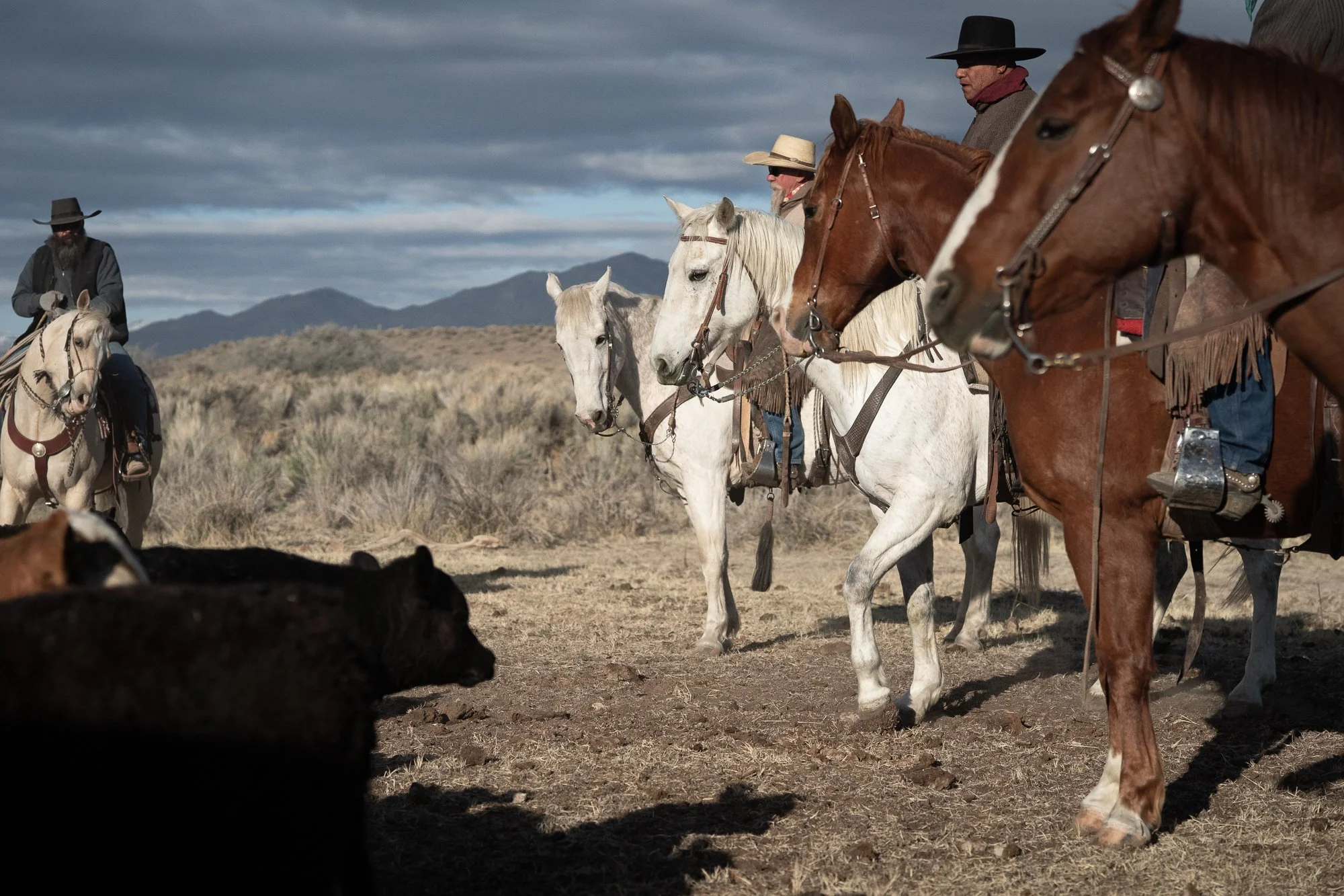 Cowboys on horseback working cattle with dog in open western landscape