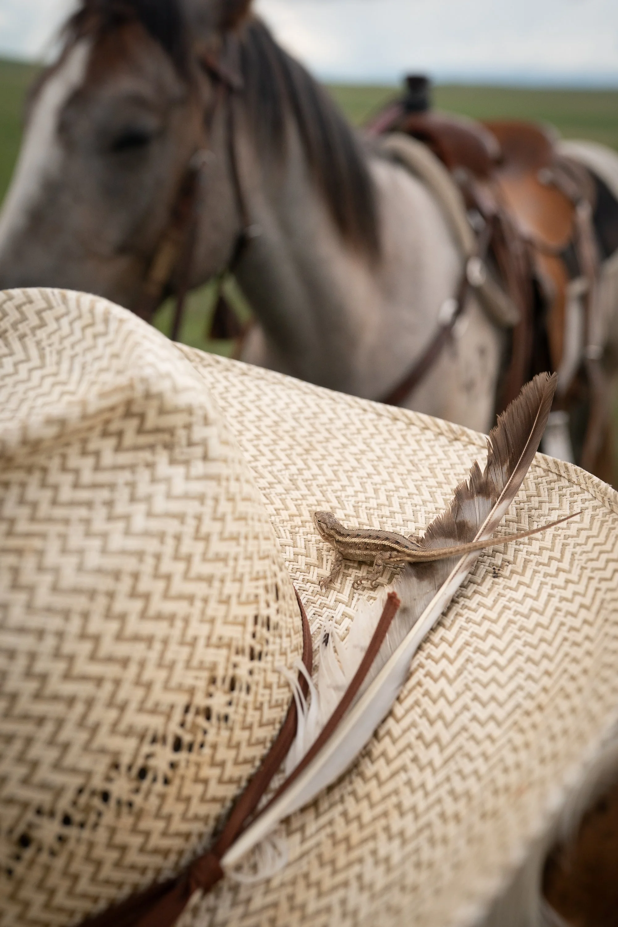 A prairie lizard rests on a cowboy hat beside a feather with a saddled horse in the background at Haythorn Ranch.