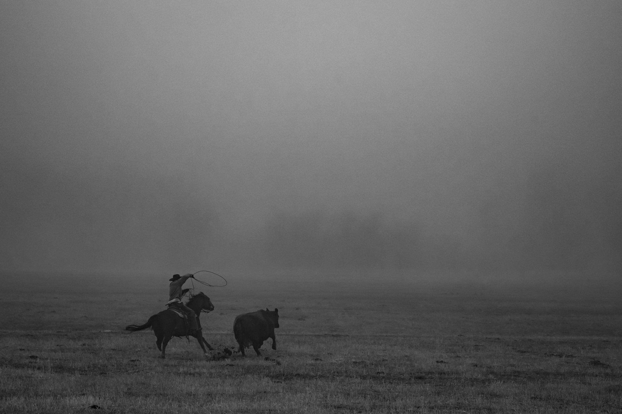 A cowboy swings a rope from horseback while working cattle on a foggy morning at Silver Spur Ranch in Colorado