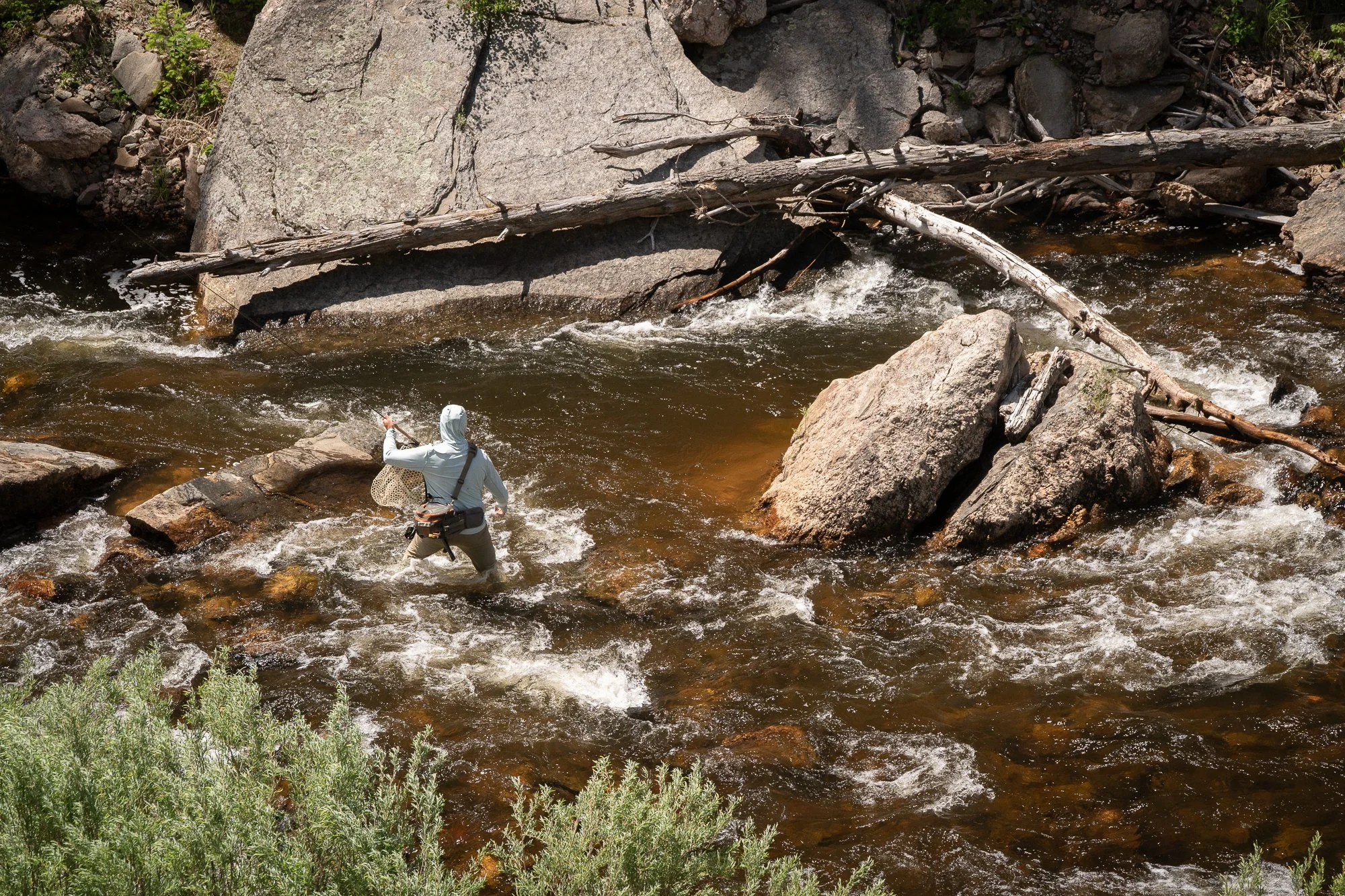 An angler wades through fast current on the Big Thompson River with a landing net and fly rod
