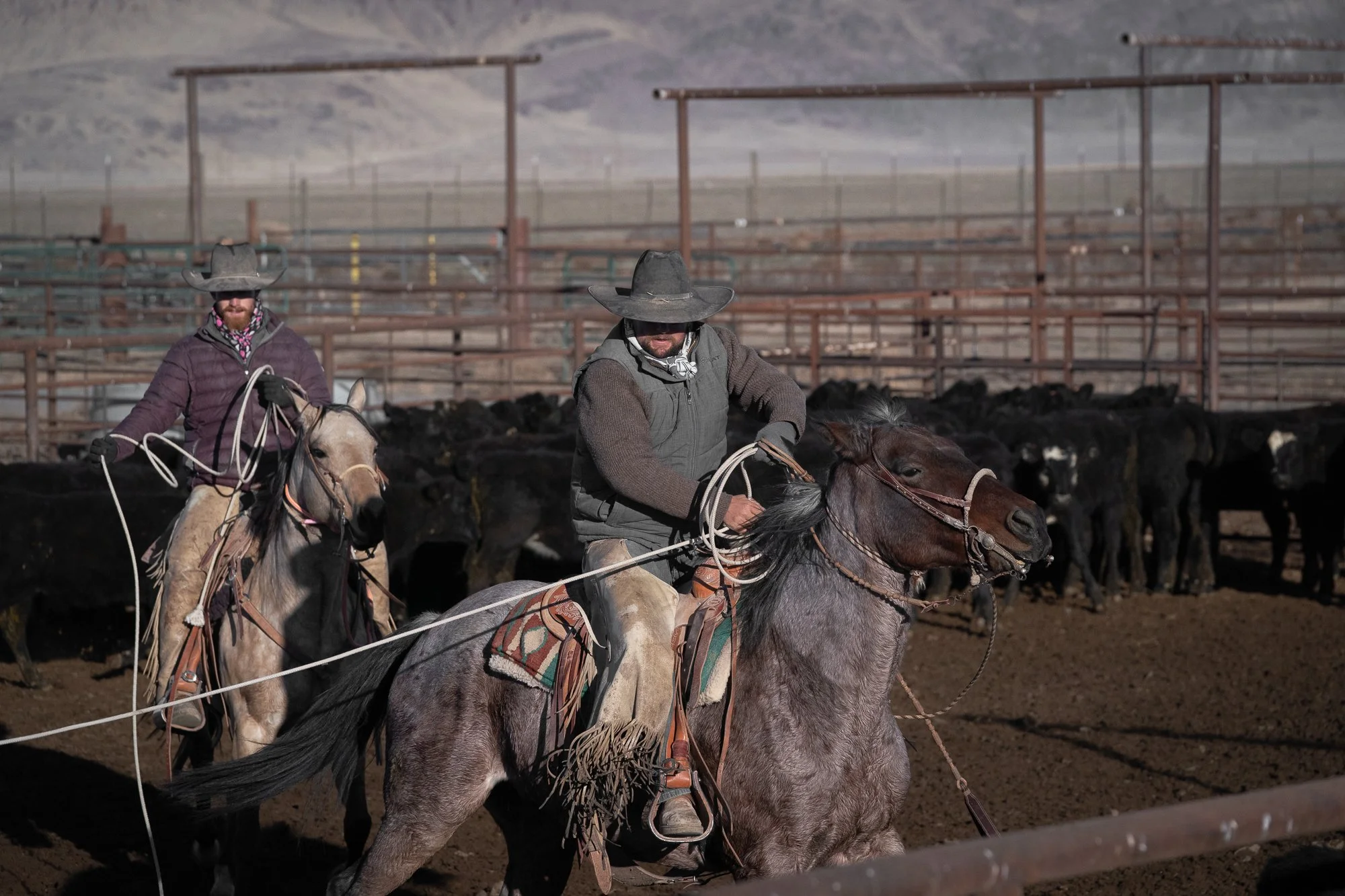 Two buckaroos roping cattle in ranch pens at TS Ranch