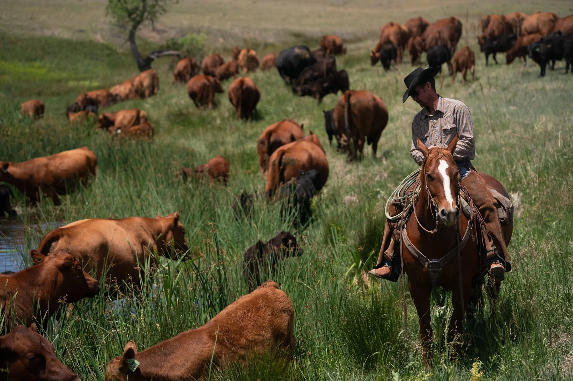 A cowboy rides horseback beside cattle grazing near a creek at Silver Spur Ranch in Colorado