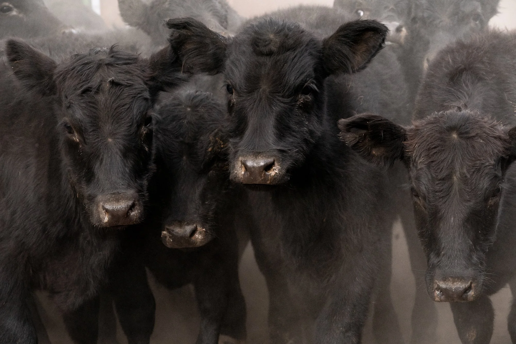 Close-up of cattle faces in herd at TS Ranch