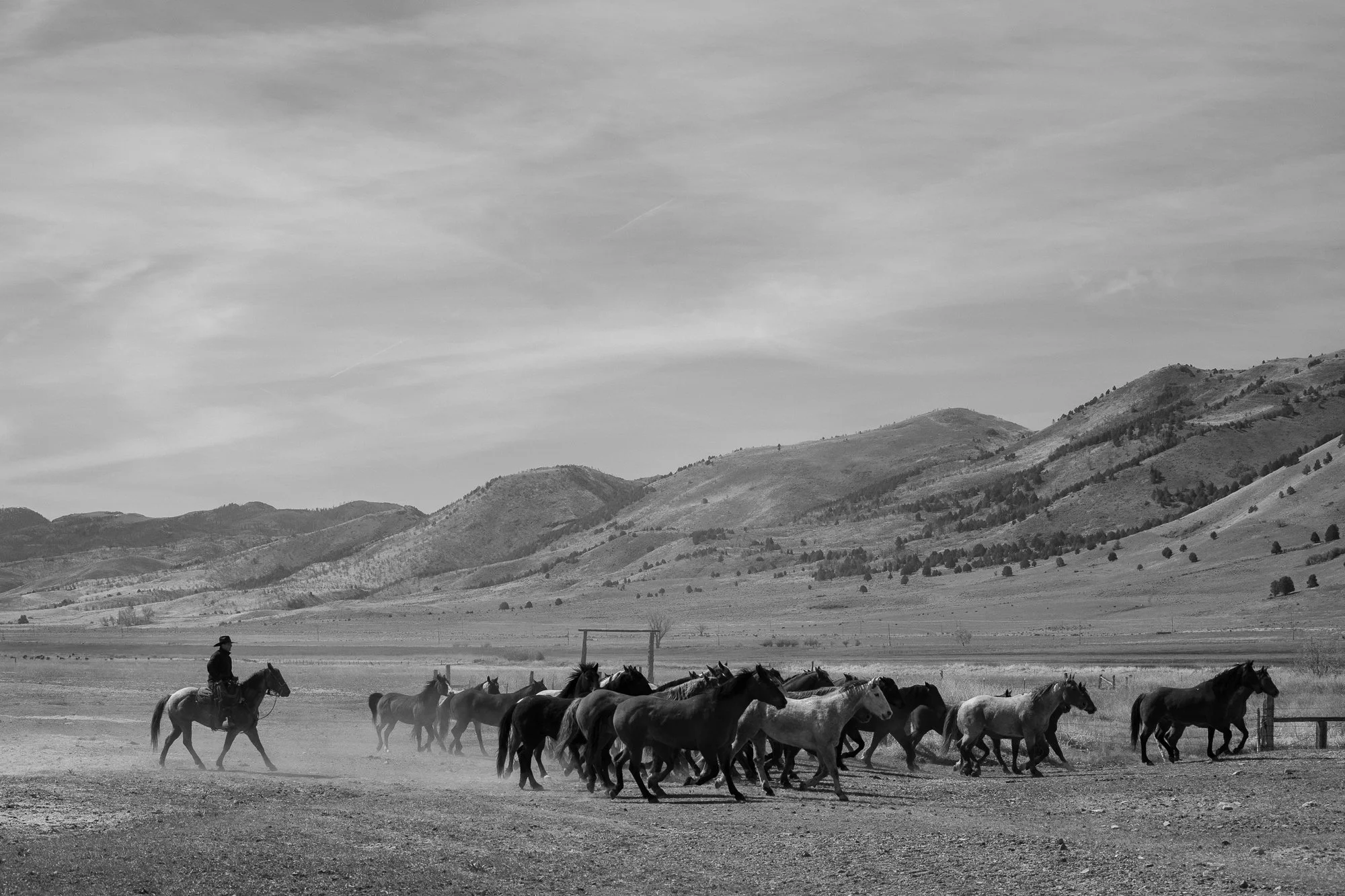 A cowboy rides behind a group of horses moving across open ranch ground with hills in the background