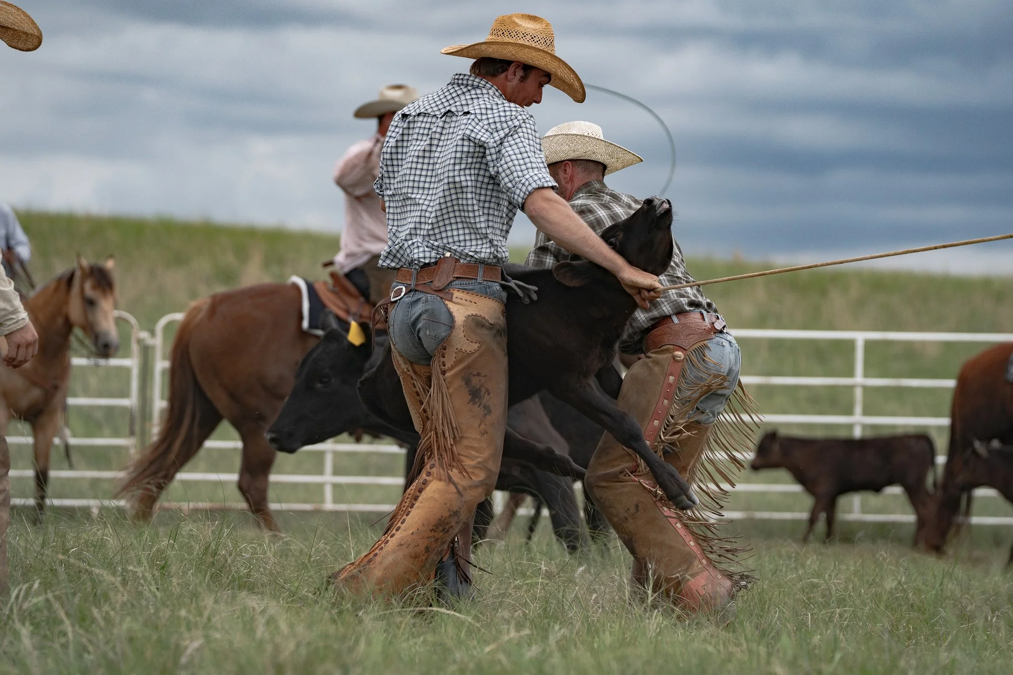 Two cowboys wrestling a calf to the ground during branding while cattle move in the background.