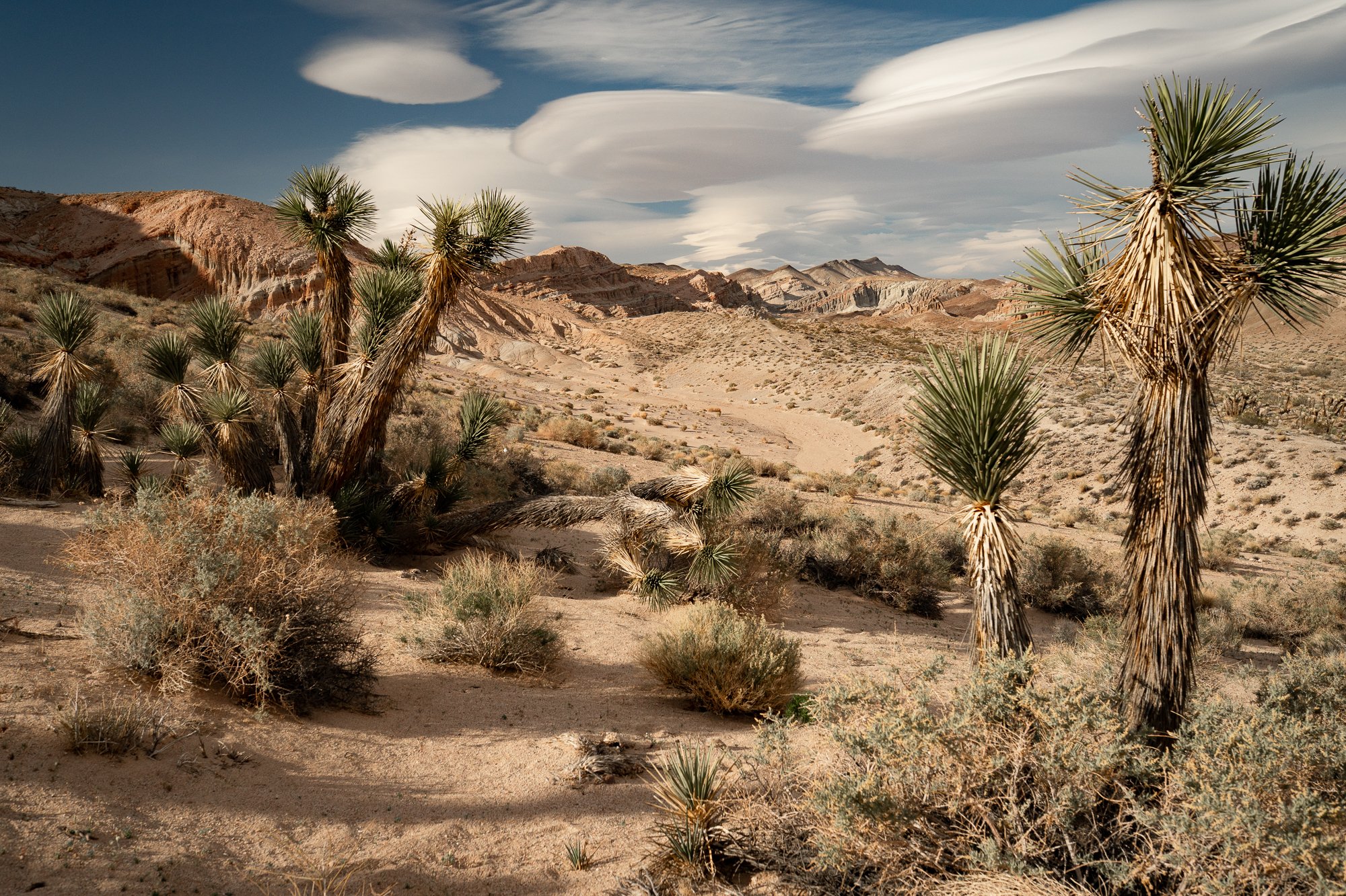 Joshua trees in a California desert landscape with layered hills and large clouds