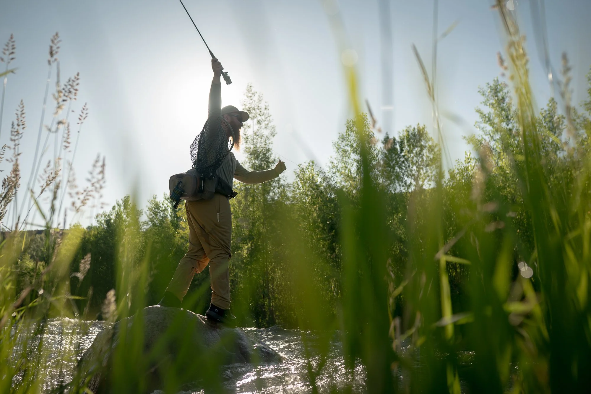 A fly fishing angler stands on a rock with a raised rod and landing net in backlit river grass