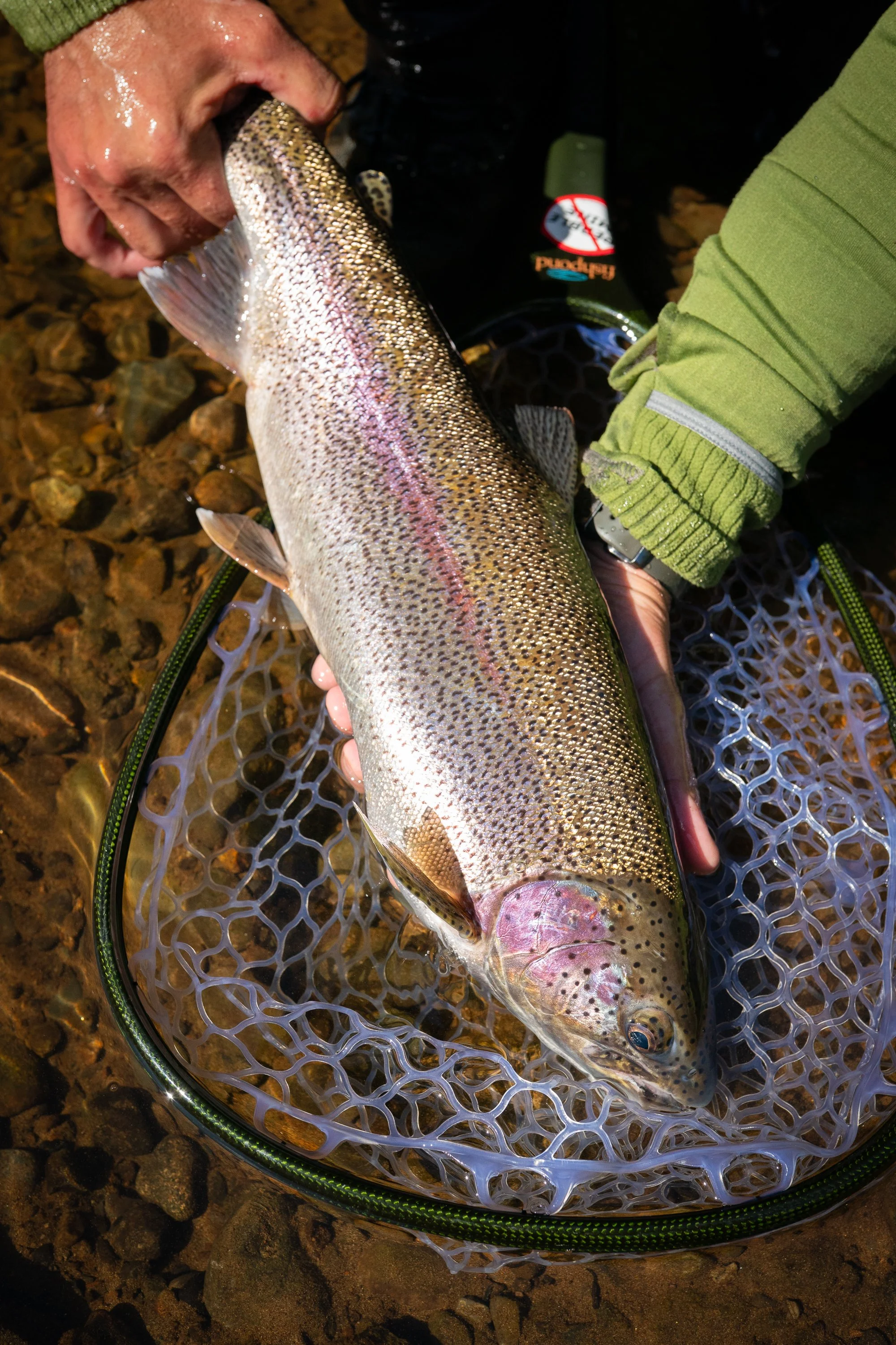 Rainbow trout resting in a landing net in shallow water
