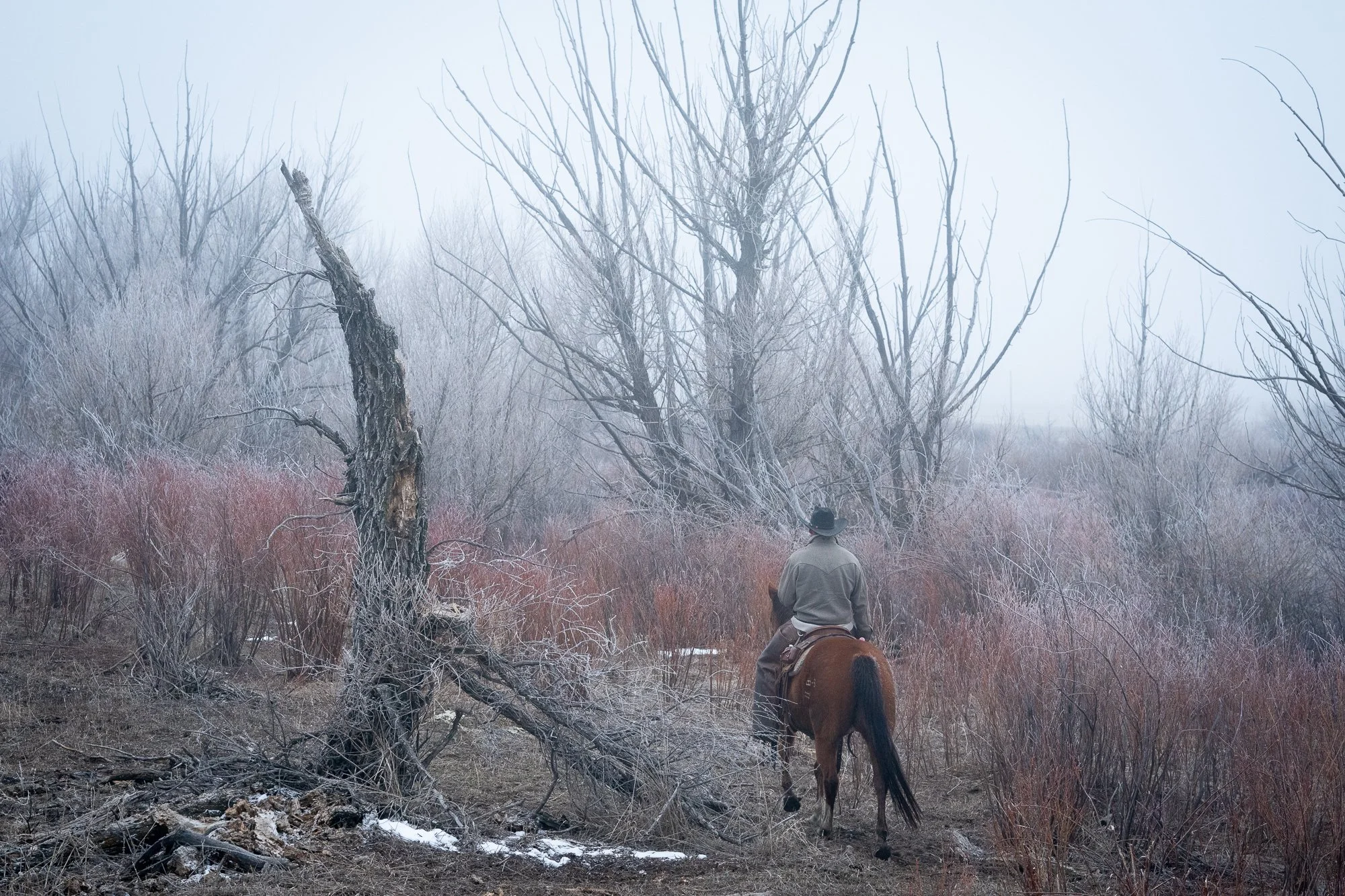 Working cowboy riding a horse through brush on a Colorado cattle ranch photographed in western lifestyle style.
