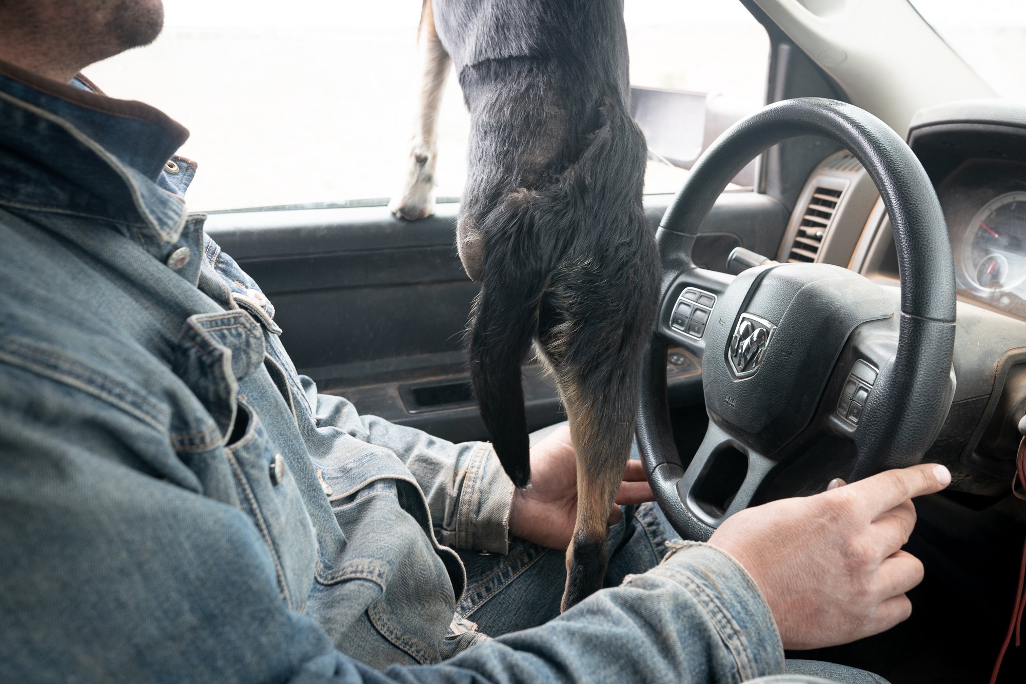 Cowboy driving a truck with a dog inside on the Diamond A Ranch