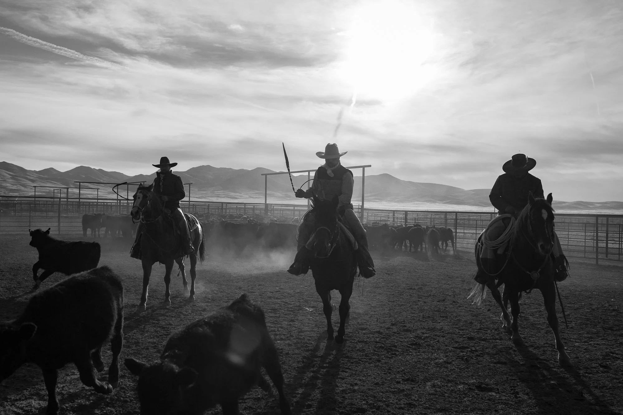 Three cowboys on horseback working cattle in dusty pens at TS Ranch