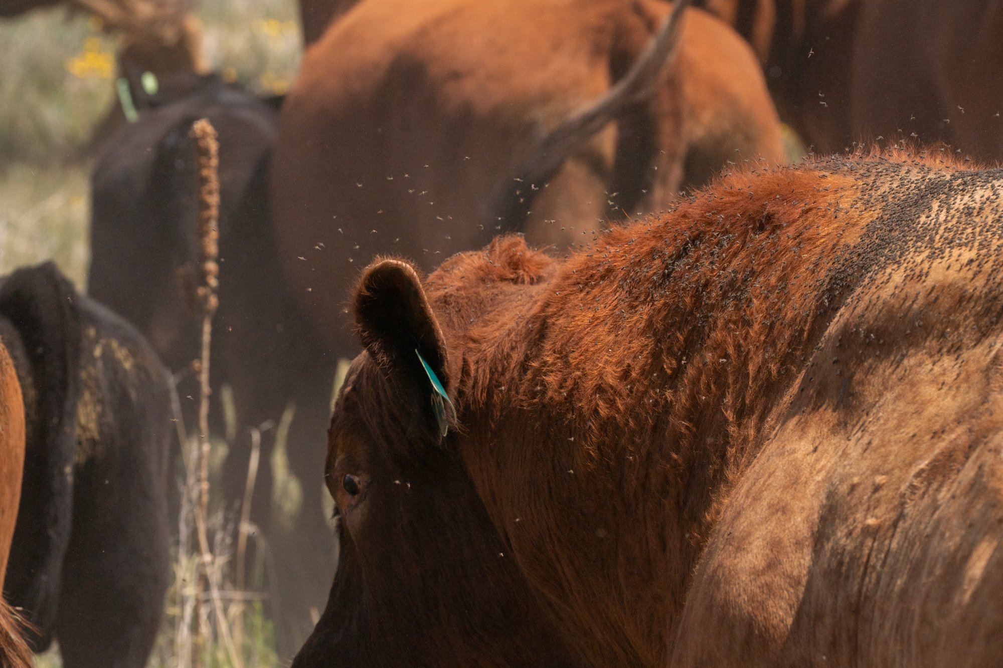 Close-up of cattle standing together with flies covering their coats during summer at Silver Spur Ranch