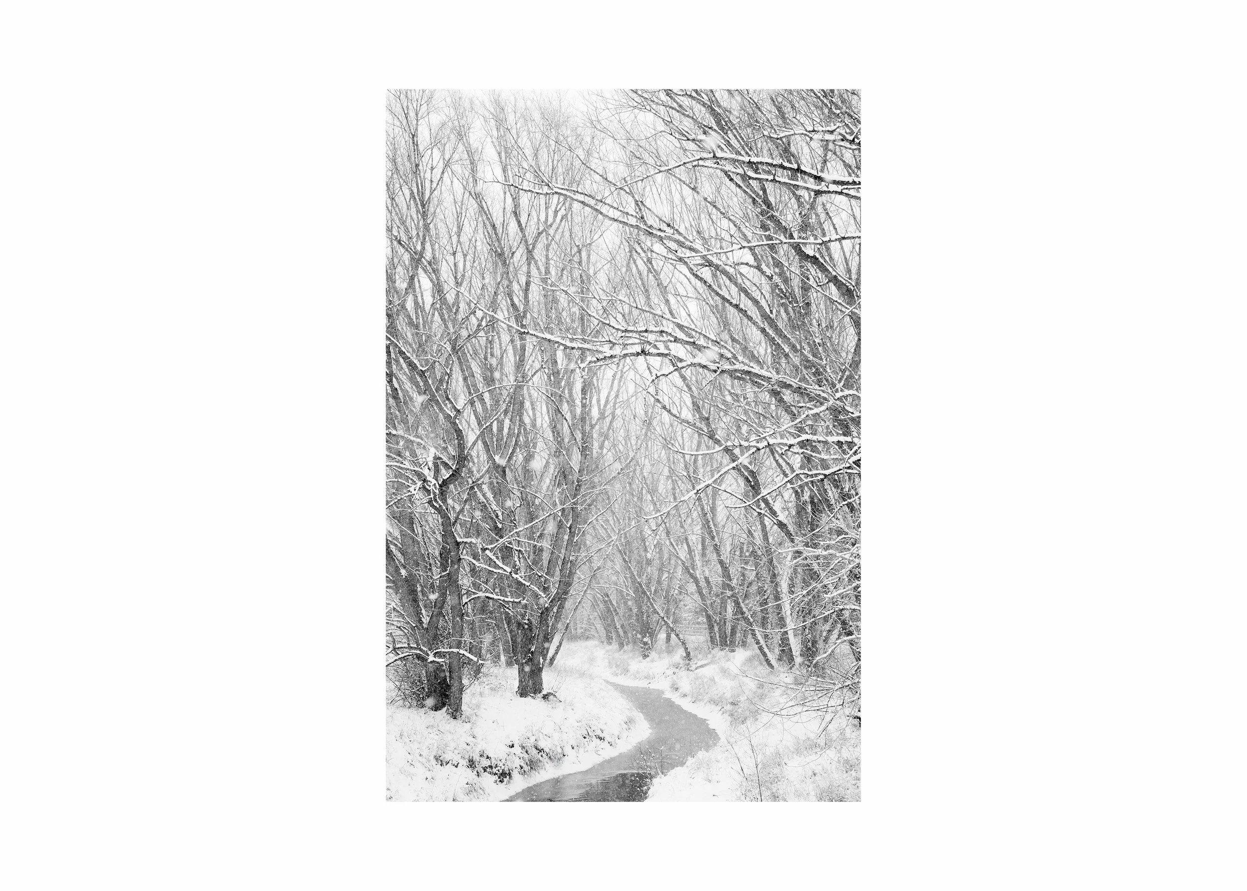 Minimalist winter landscape photograph of a snow-covered stream winding through bare trees during snowfall
