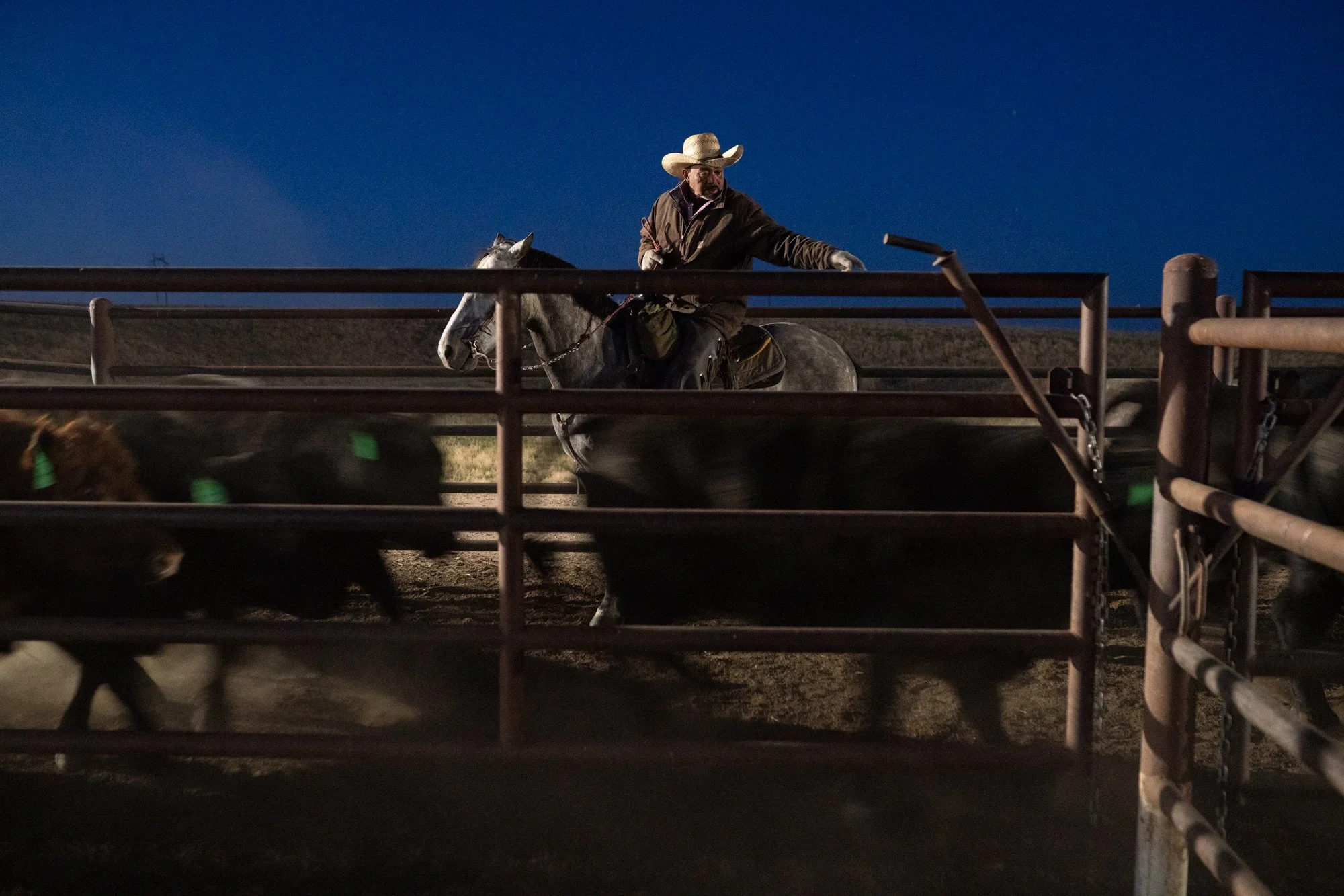 Pen rider on horseback moves cattle through an alley before dawn at Magnum Feedyard