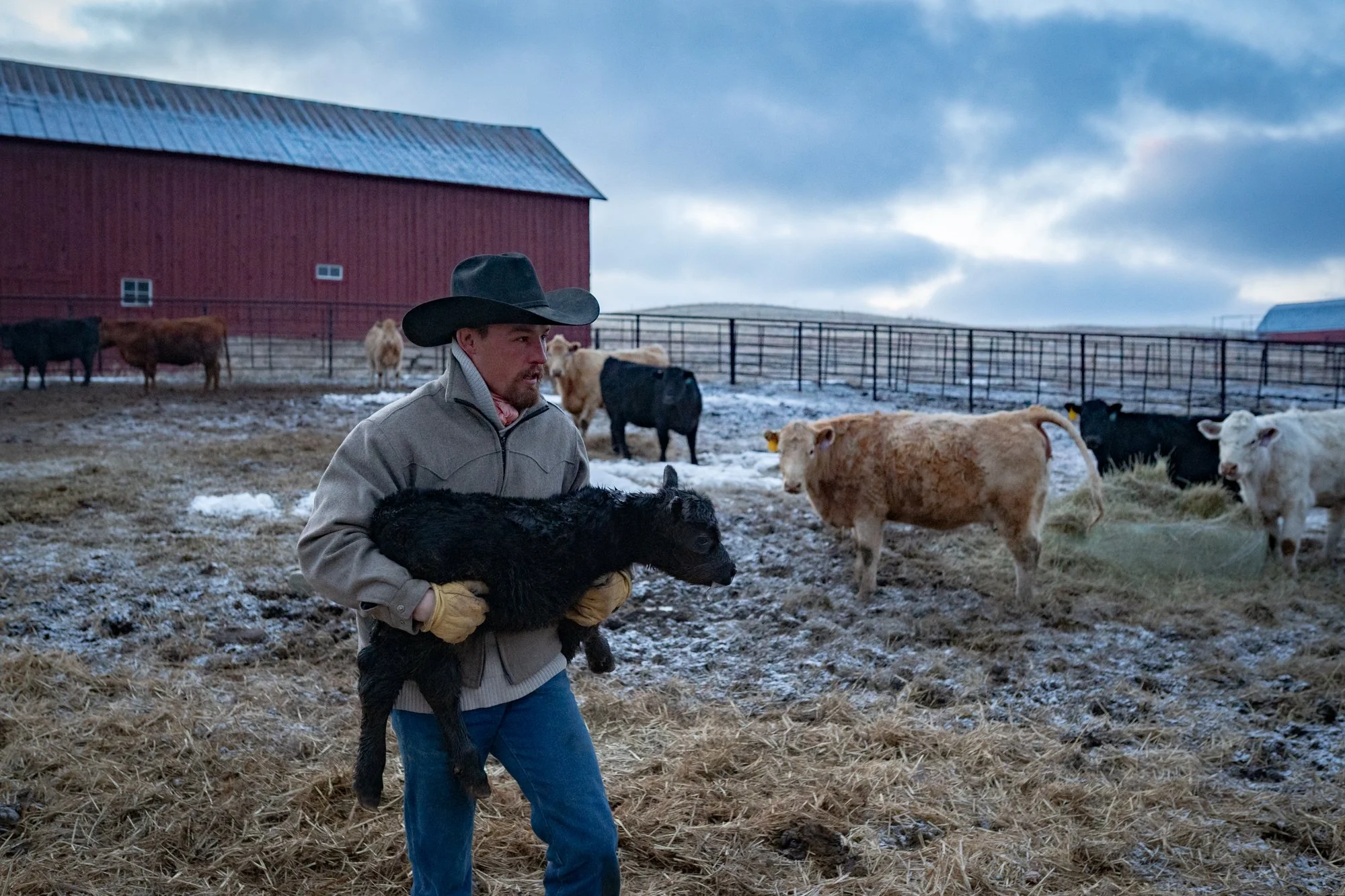 A cowboy carries a newborn black calf across a snowy pasture at Silver Spur Ranch in Colorado while cattle stand nearby