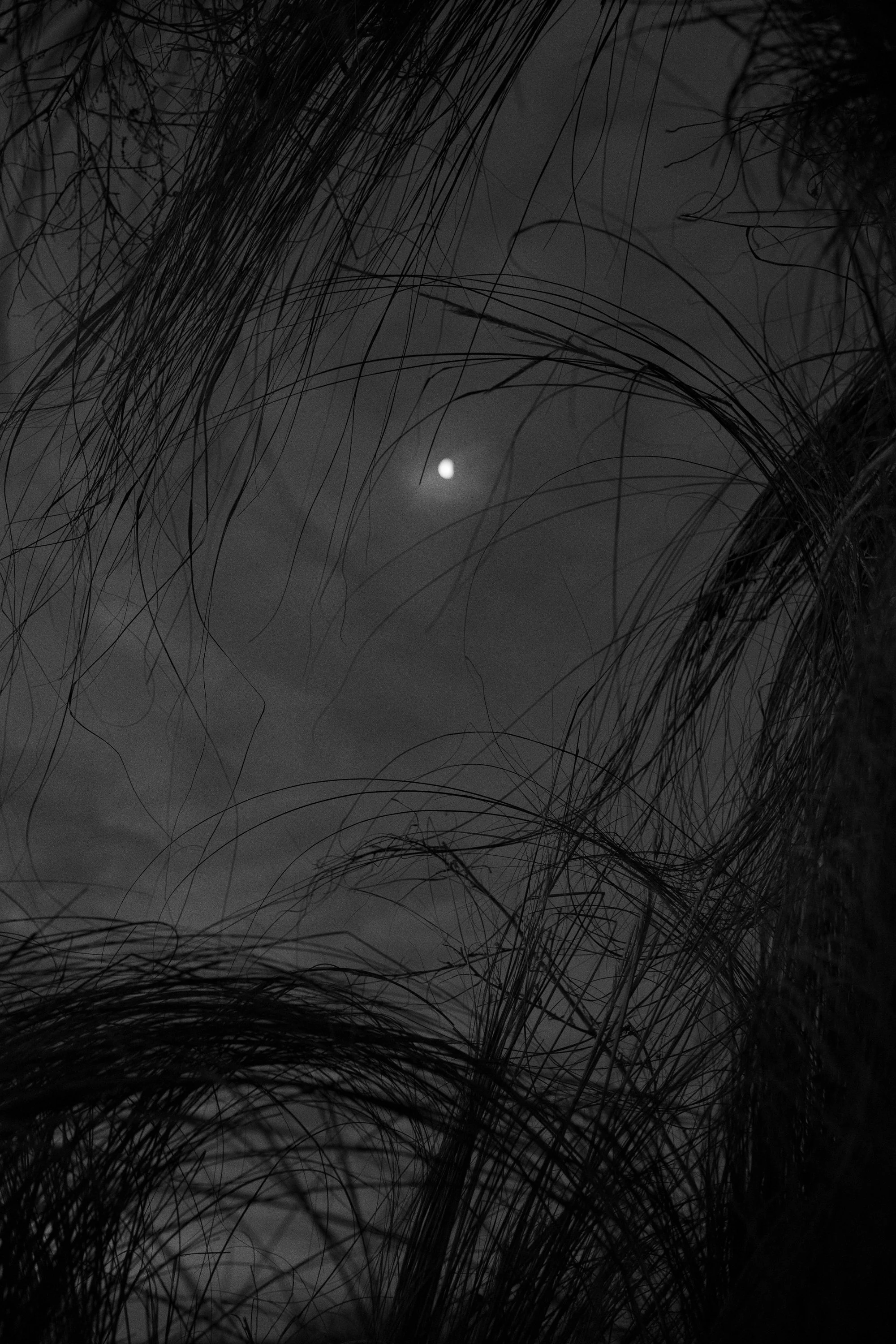 The moon hangs above the Nebraska marsh through tall grass before sunrise