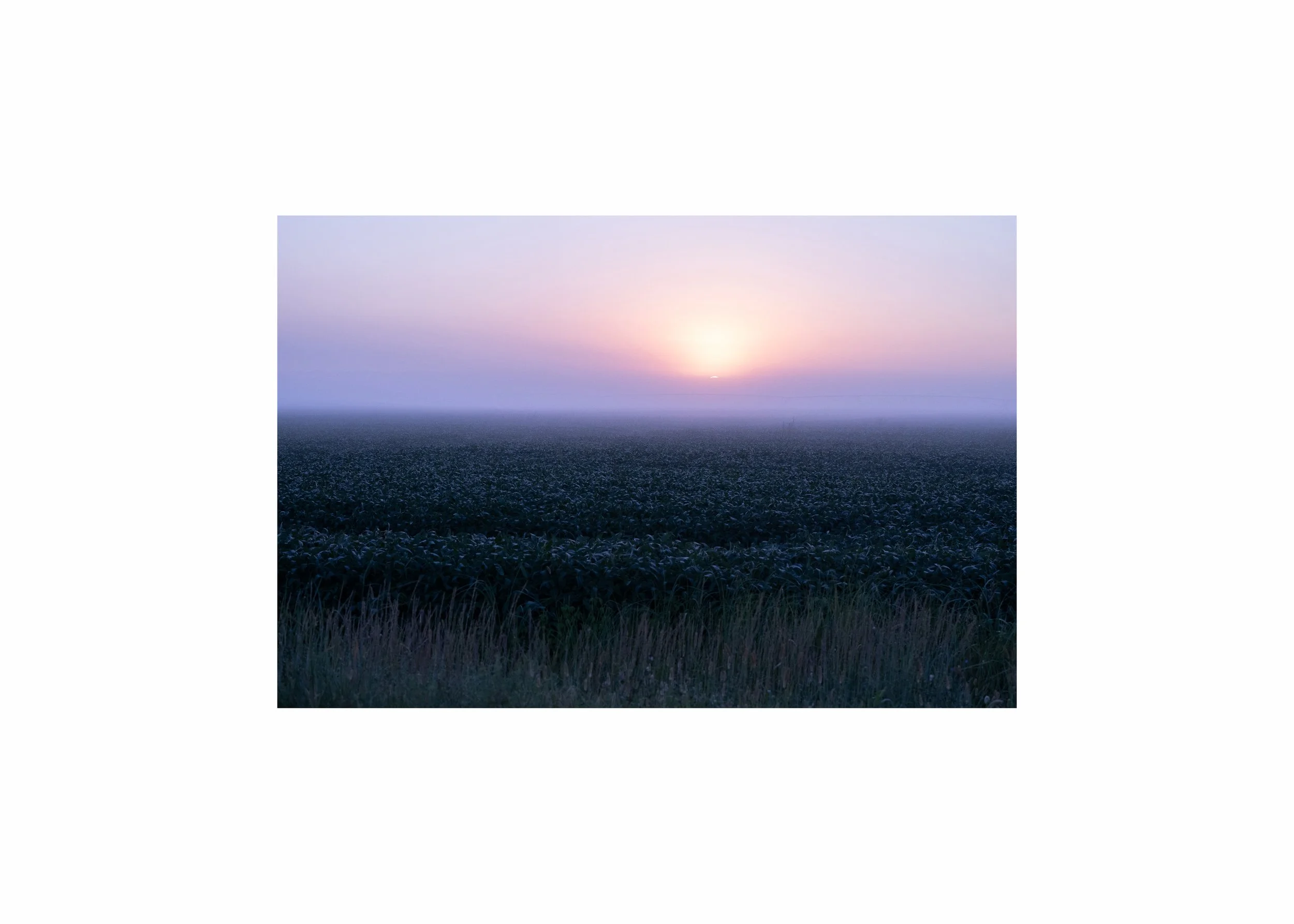 A sunrise over a field with a pink and purple foggy horizon.